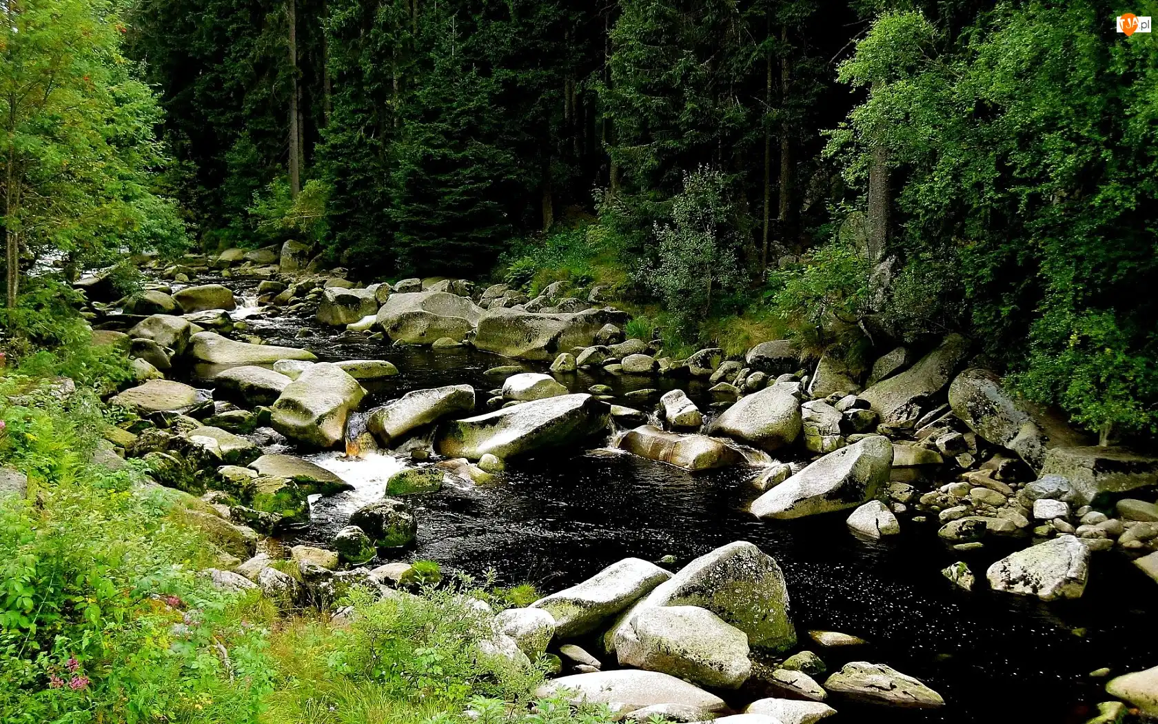 Kamienie, Las, Rzeka