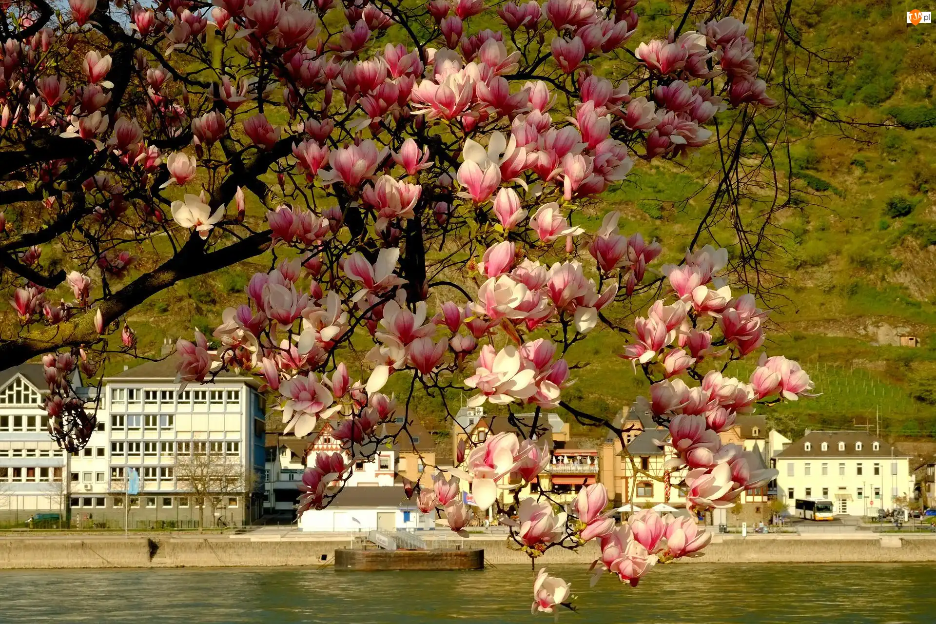 Domy, Magnolia, Gałęzie