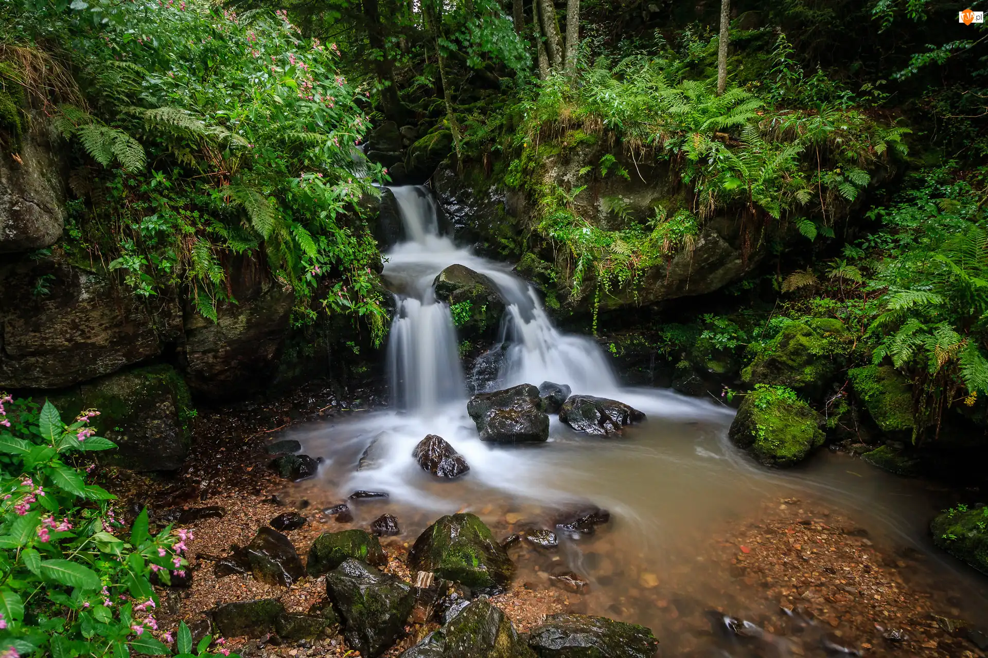 Todtnau Waterfall, Skały, Zieleń, Kamienie, Drzewa, Fryburg Bryzgowijski, Rzeka, Las, Paprocie, Wodospad, Niemcy