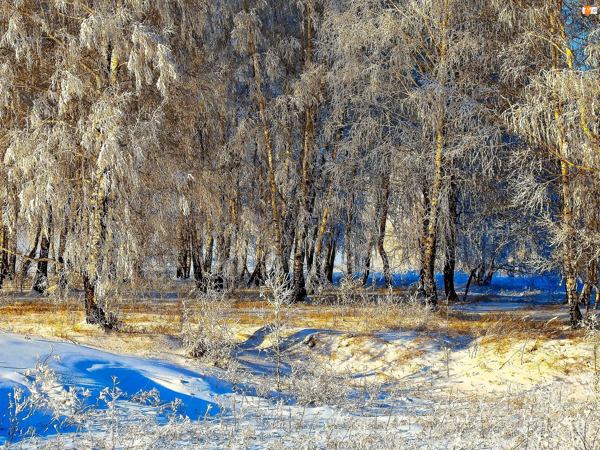 Śnieg, Światło, Drzewa, Zima, Przebijające