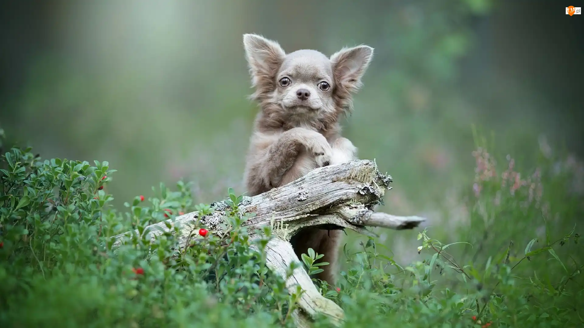 Rośliny, Pies, Chihuahua, Konar