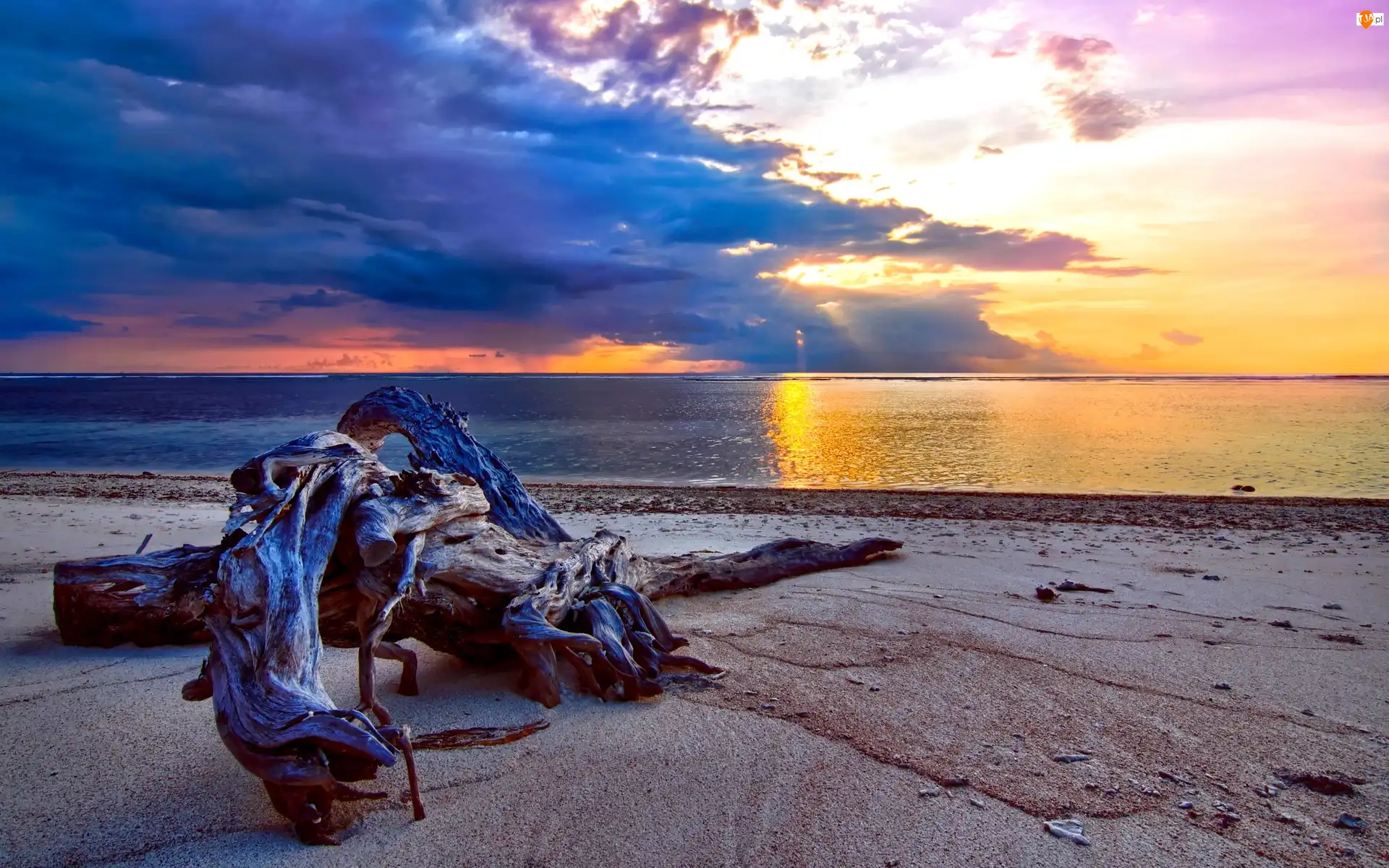 Plaża, Drzewa, Morze, Zachód Słońca, Konar