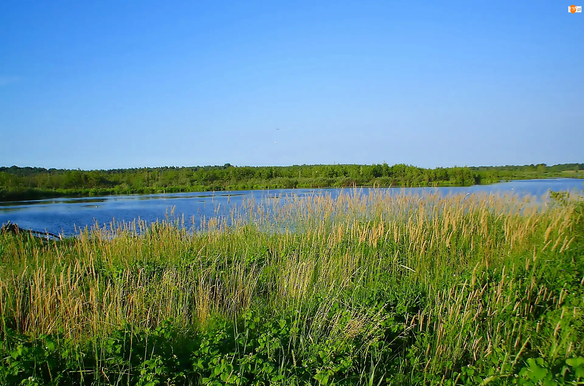 Trawa, Jezioro, Niebo, Trzcina