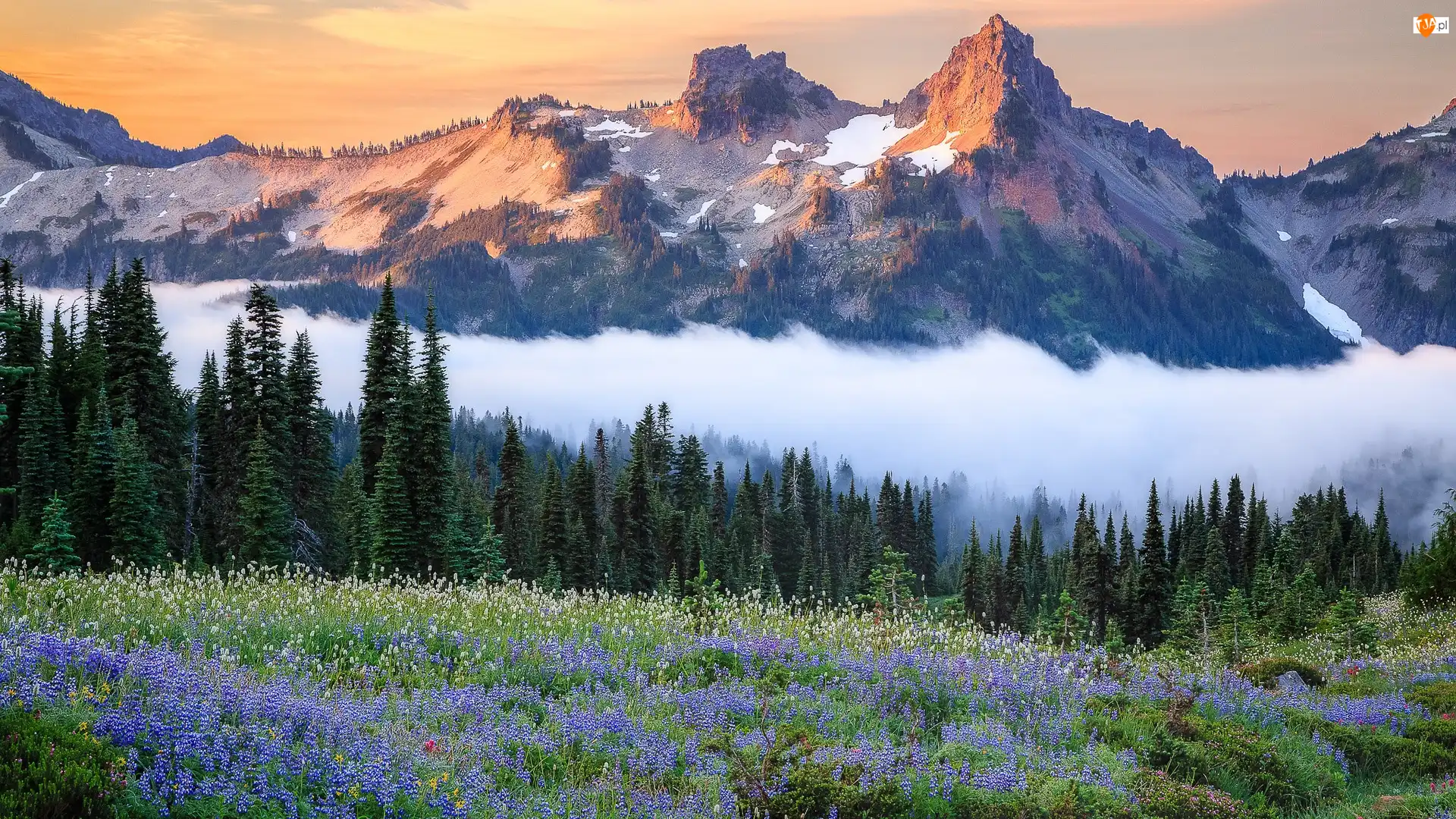Mgła, Park Narodowy Mount Rainier, Łąka, Stan Waszyngton, Góry, Kwiaty, Stany Zjednoczone, Tatoosh Range