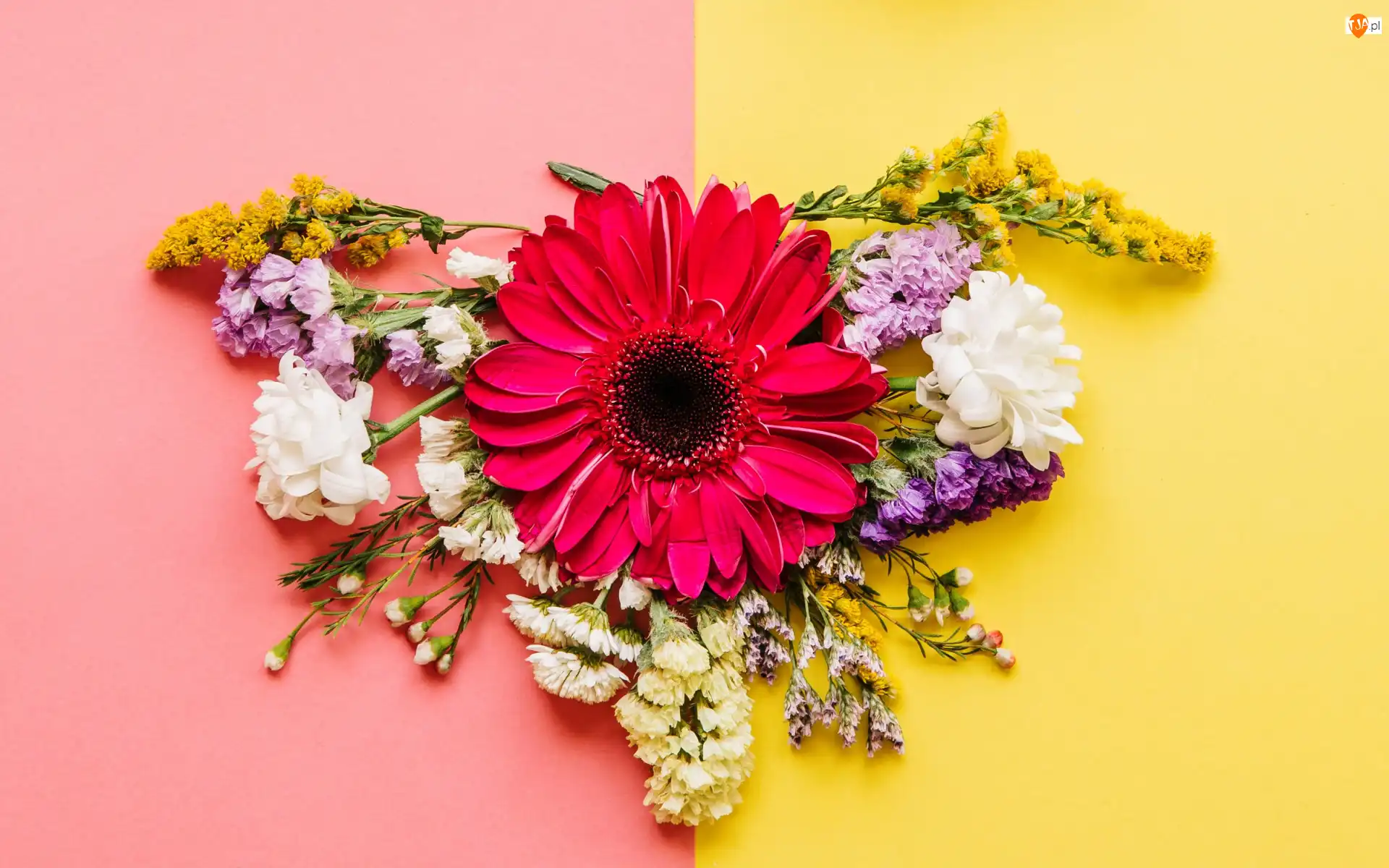 Kolorowe tło, Kompozycja, Kwiaty, Gerbera
