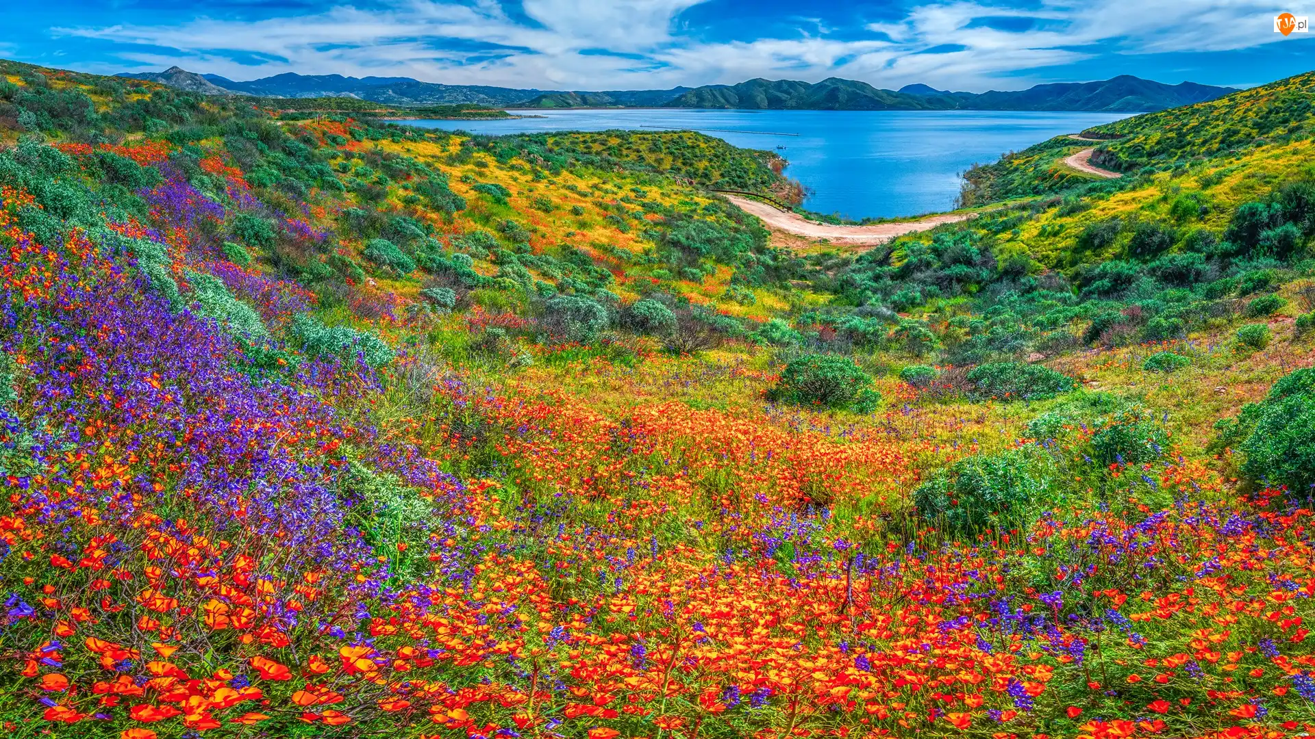Diamond Valley, Stany Zjednoczone, Diamond Valley Lake, Kwiaty, Kalifornia, Dolina, Łąka, Jezioro