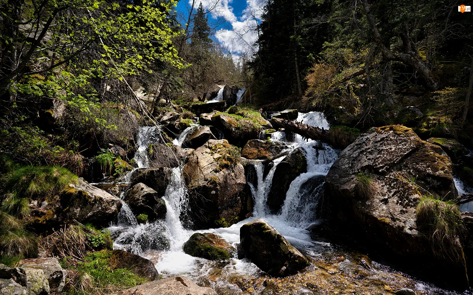 Las, Rośliny, Strumień, Kamienie, Drzewa
