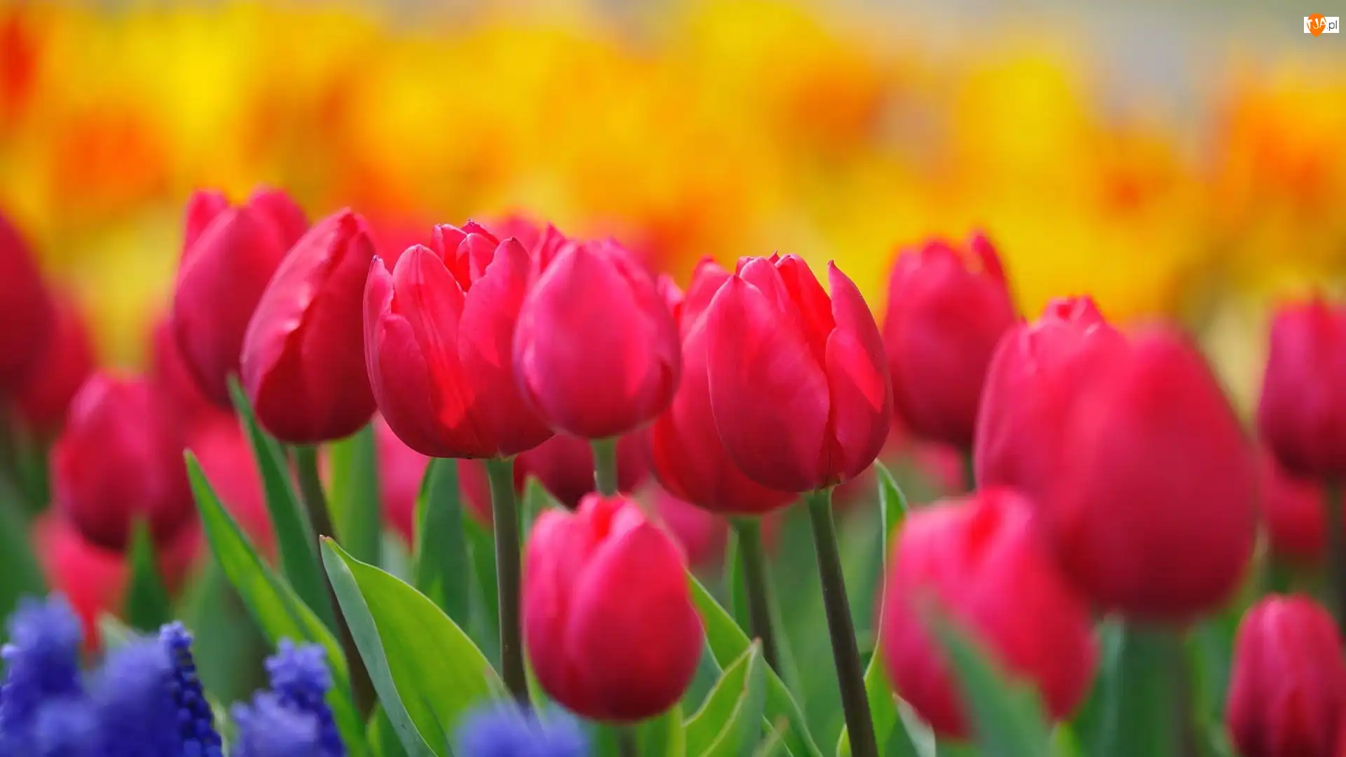 Tulipany, Różowe