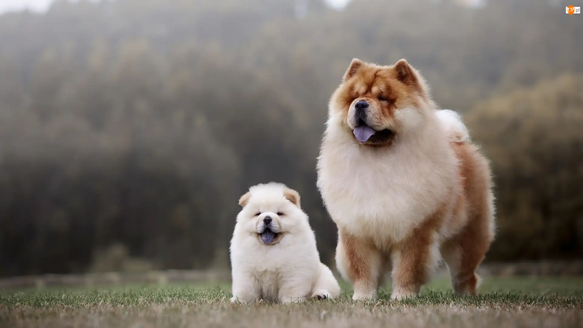 Szczeniak, Chow chow, Psy, Dwa, Dorosły