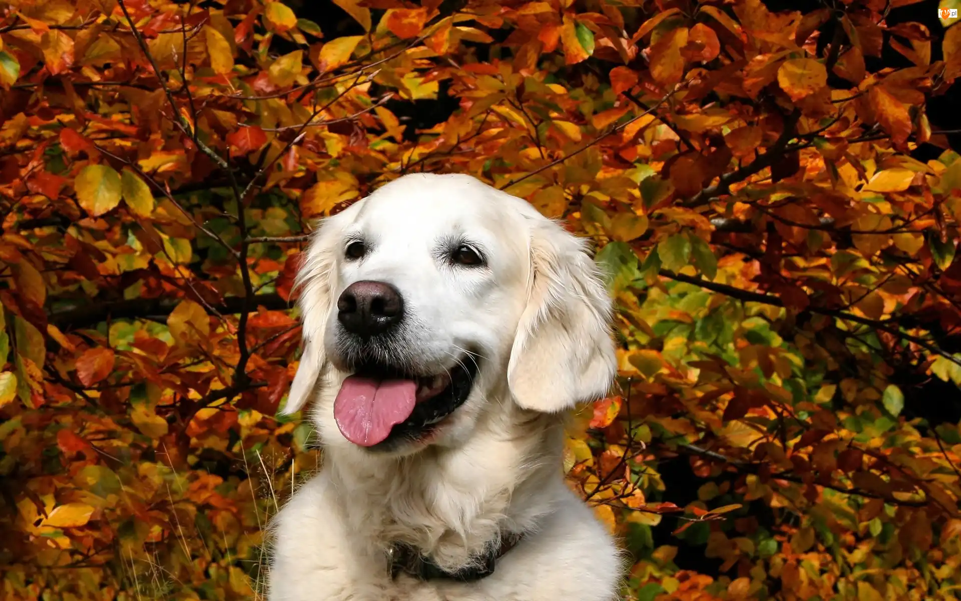 Golden, Biały, Drzewa, Jesień, Retriever, Park