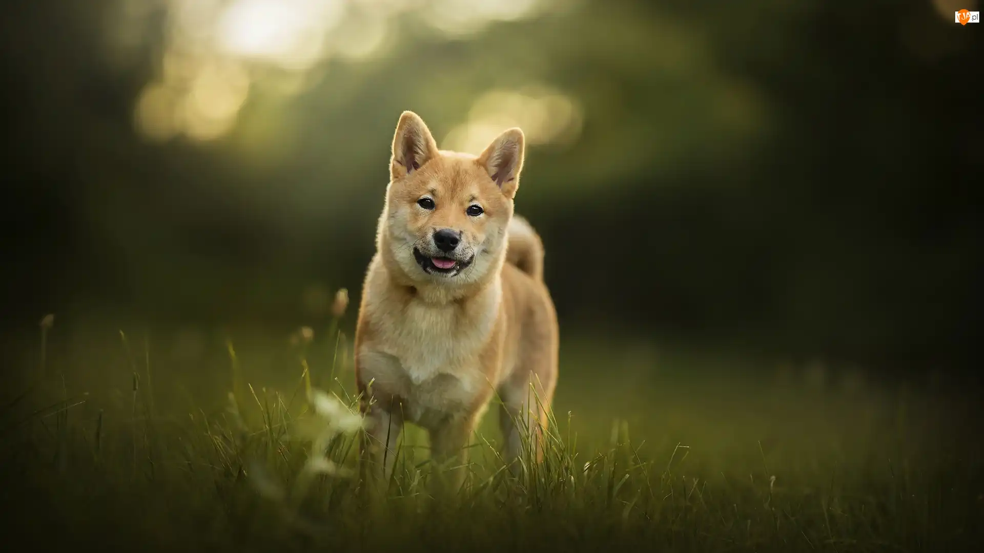 Trawa, Pies, Shiba inu, Łąka