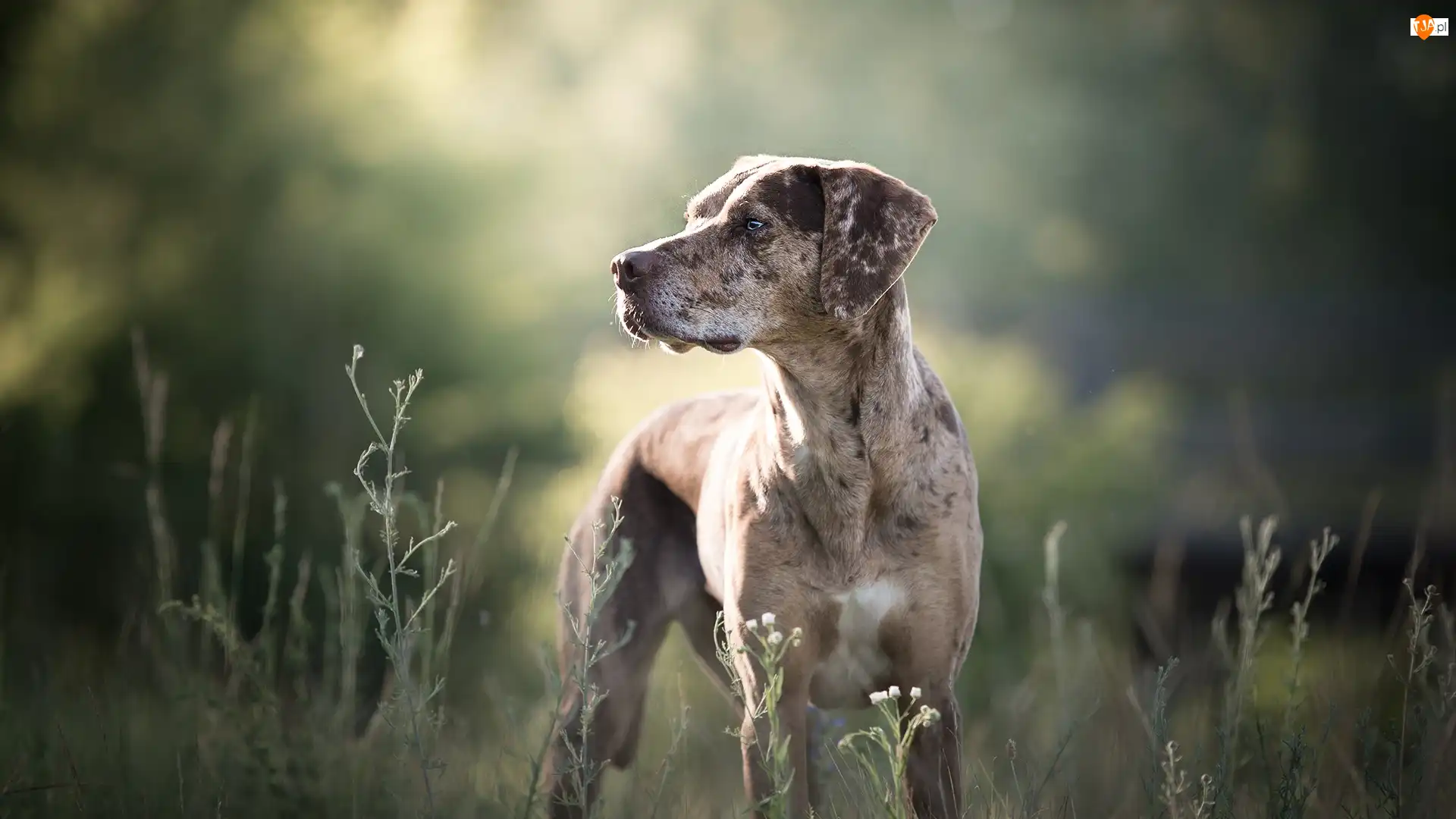 Catahoula leopard dog, Pies, Rosliny, Tło, Łąka, Rozmyte