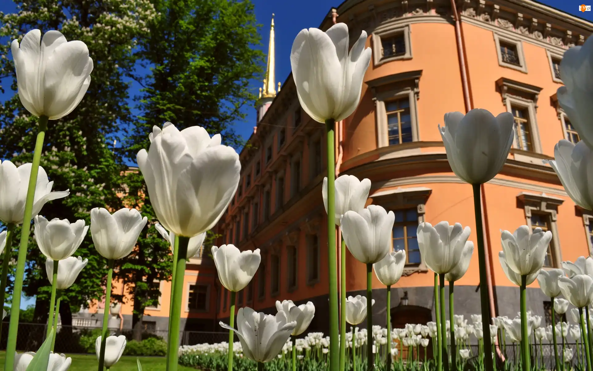 Budynek, Białe, Tulipany