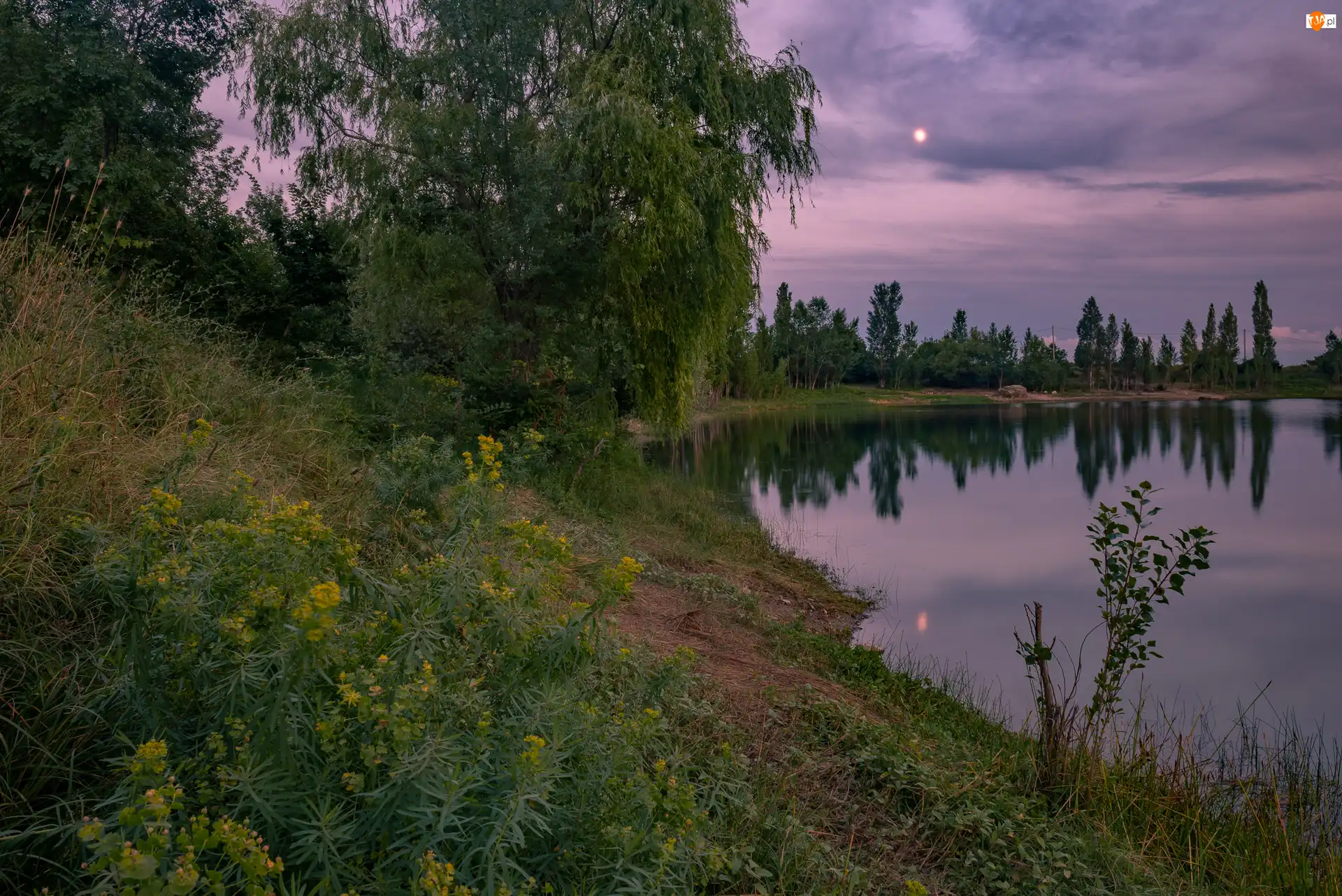 Las, Drzewa, Księżyc, Jezioro, Noc, Brzeg, Kwiaty