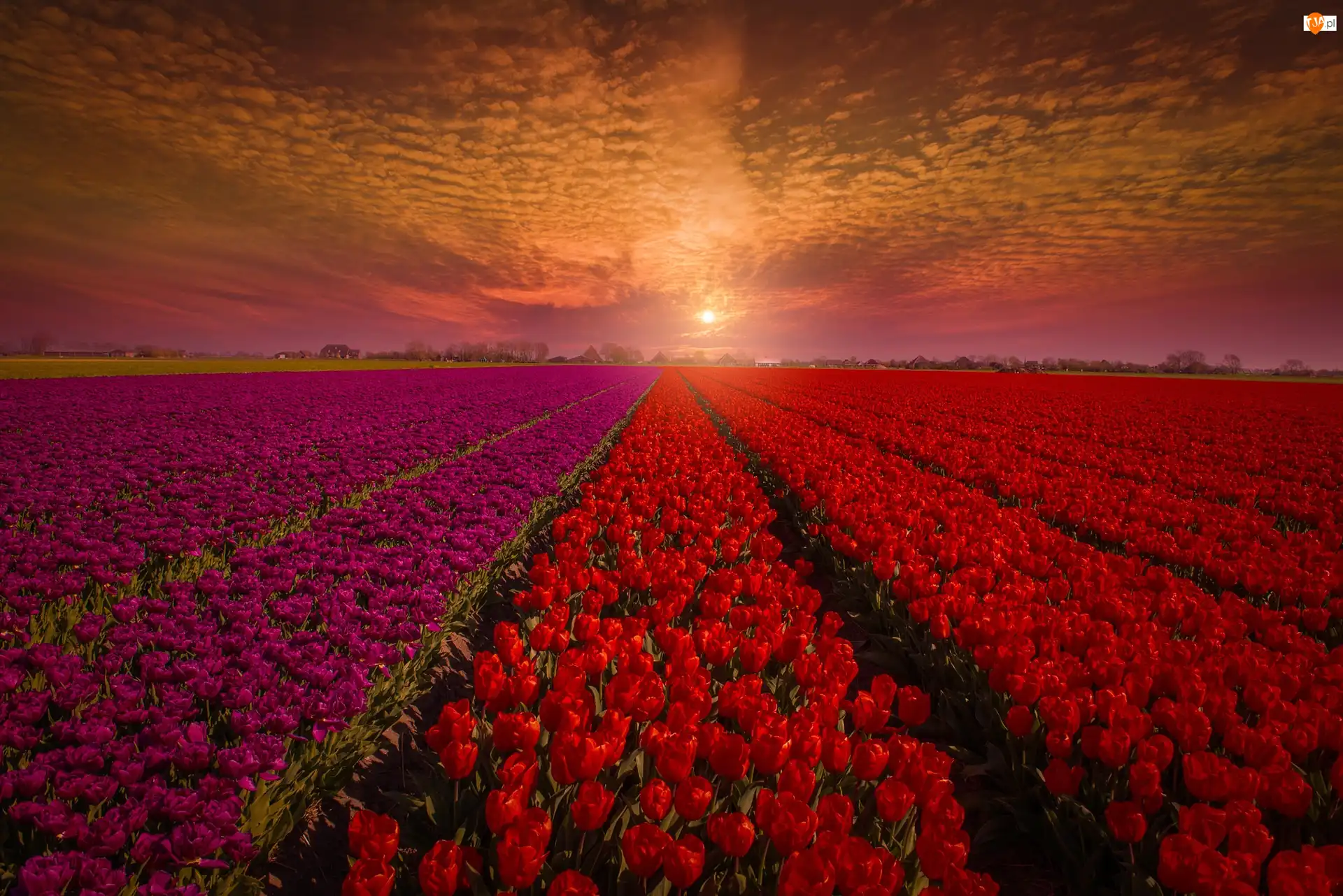 Uprawa, Zachód słońca, Tulipany, Pole