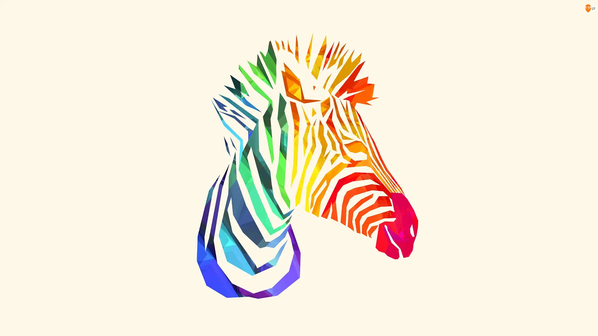 Zebra, Kolorowa