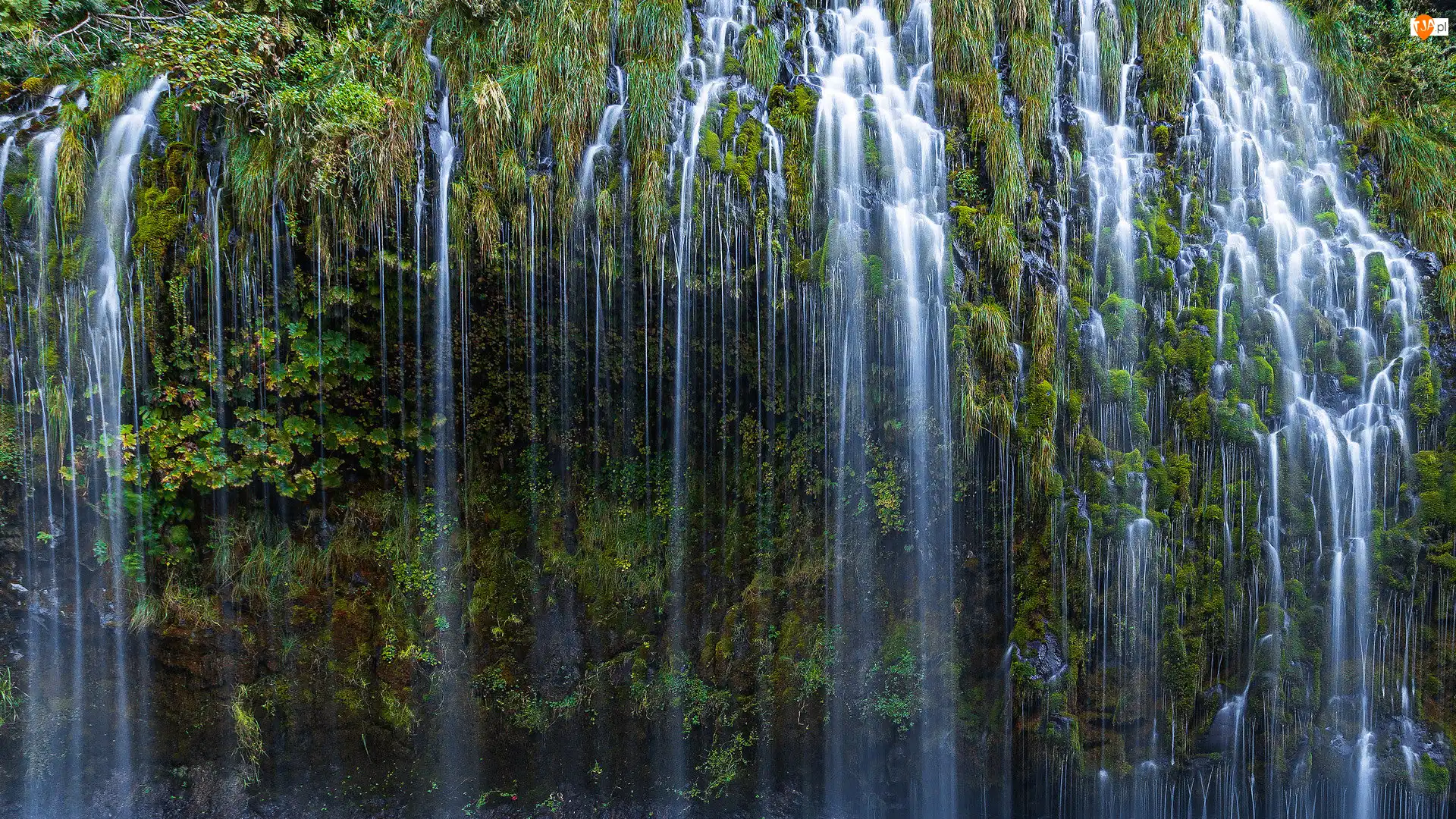 Rośliny, Stany Zjednoczone, Mossbrae Falls, Wodospad, Kalifornia