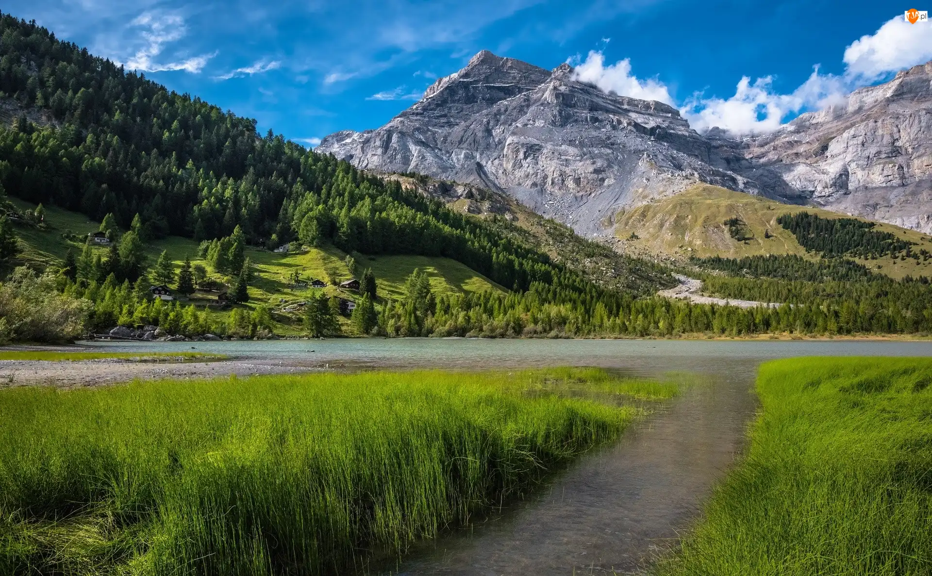 Alpy, Las, Szwajcaria, Góry, Kanton Valais, Jezioro Lac de Derborence, Trawa