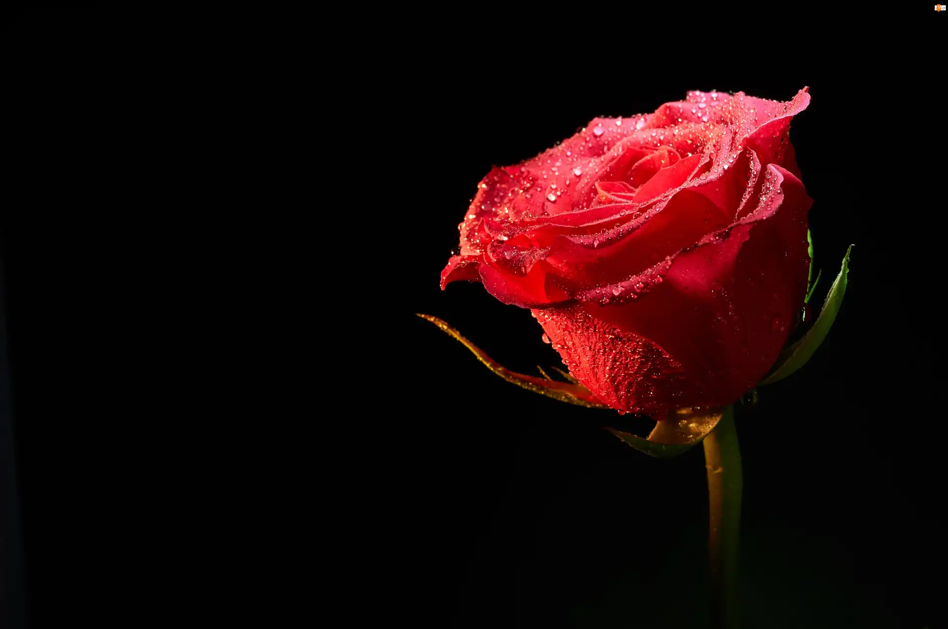 Czarne tło, Czerwona, Róża, Rosa
