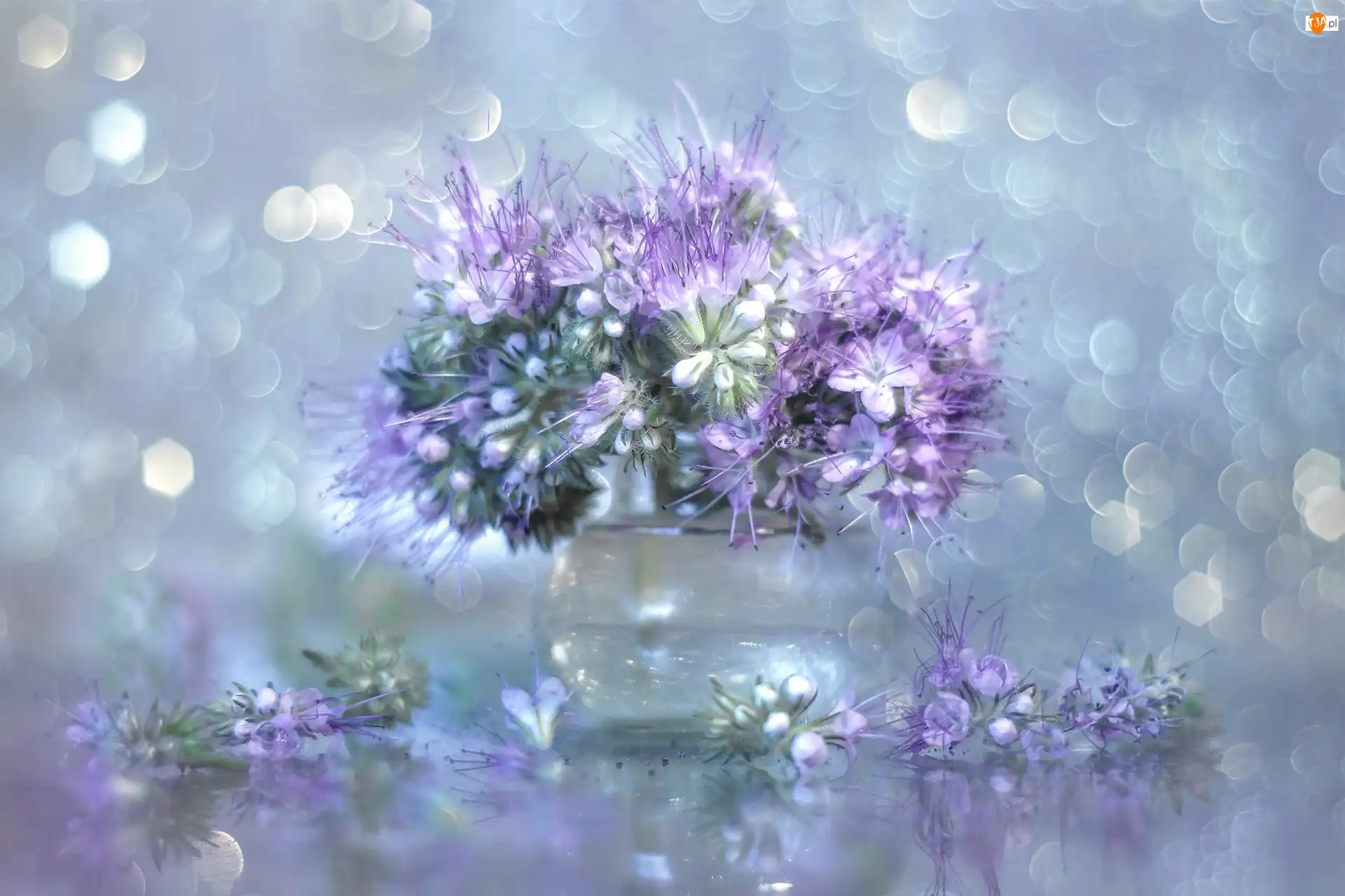 Bokeh, Facelia błękitna, Kwiaty, Wazonik