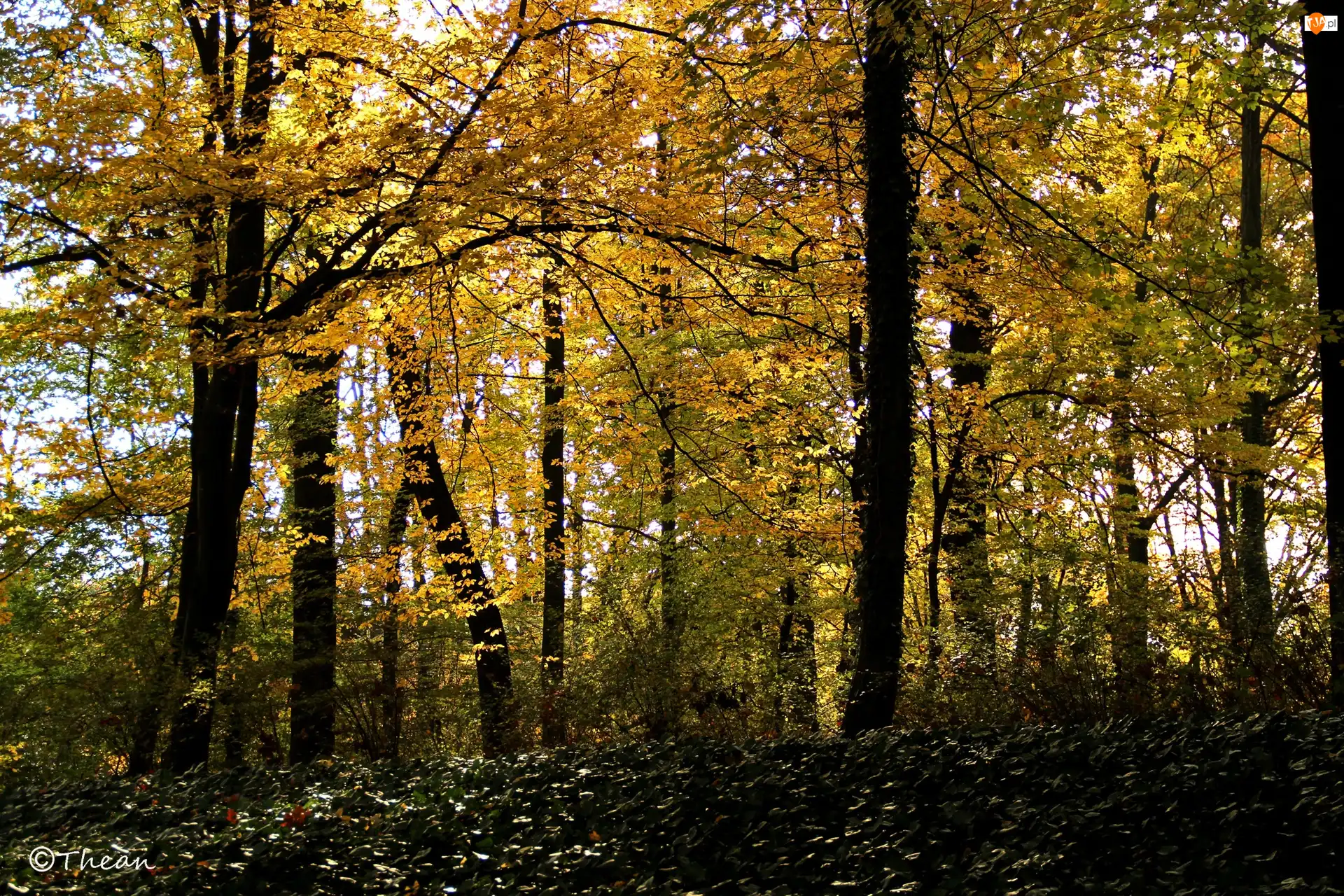 Liście, Jesień, Żółte, Park, Drzewa
