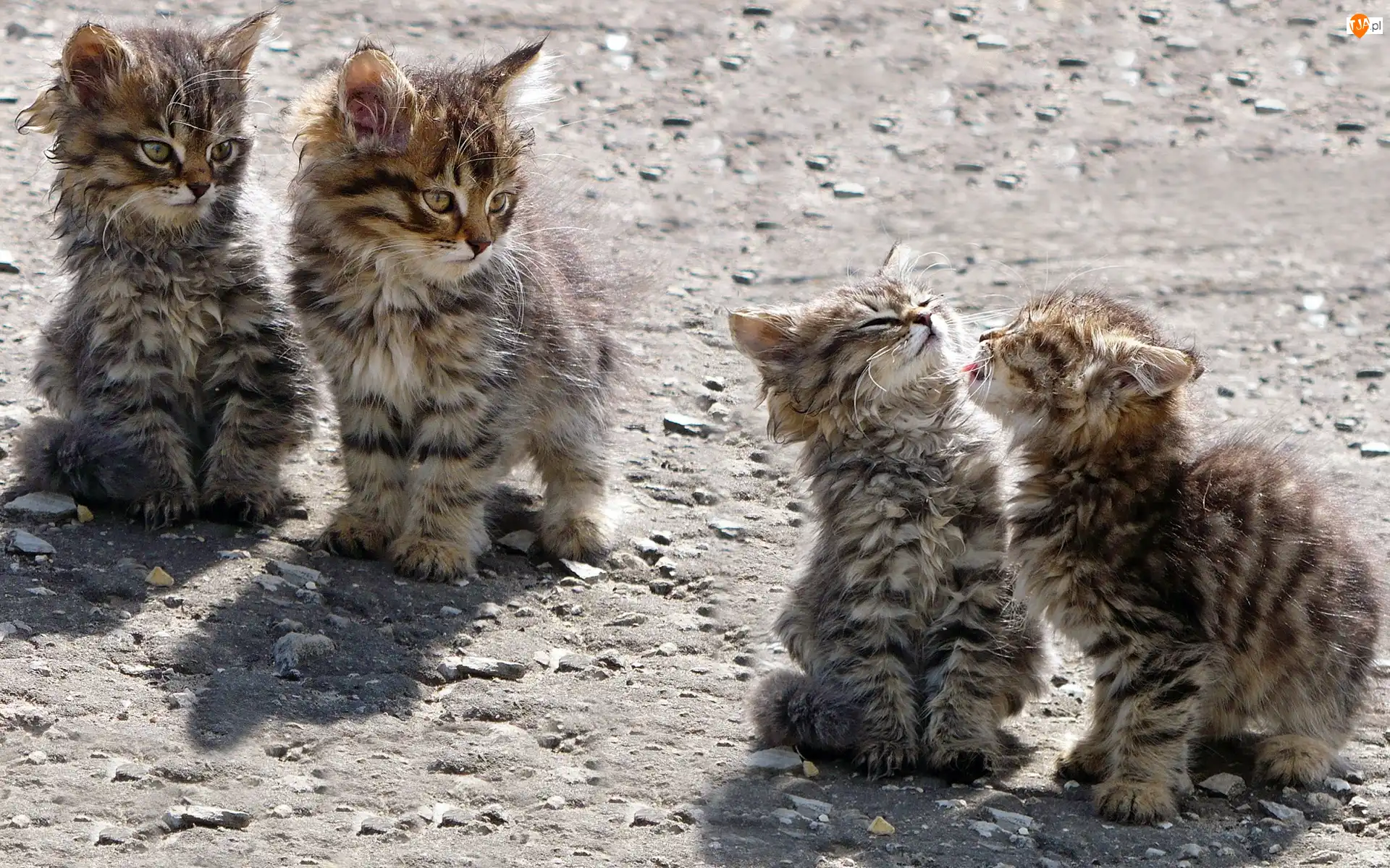 Maine coon, Cztery, Młode, Koty