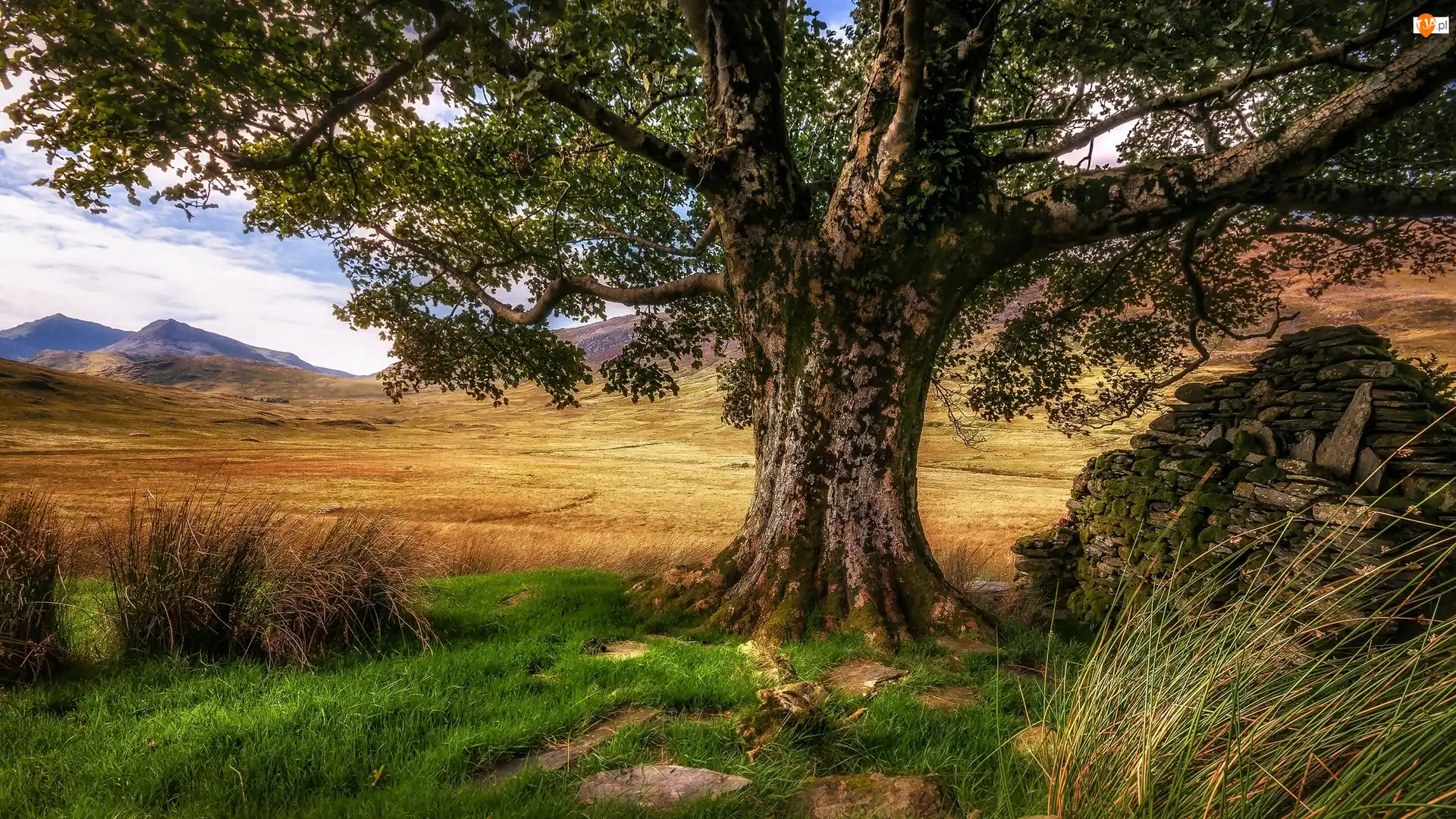 Walia, Park Narodowy Snowdonia, Trawa, Wielka Brytania, Drzewo, Góry, Dolina Nant Gwynant