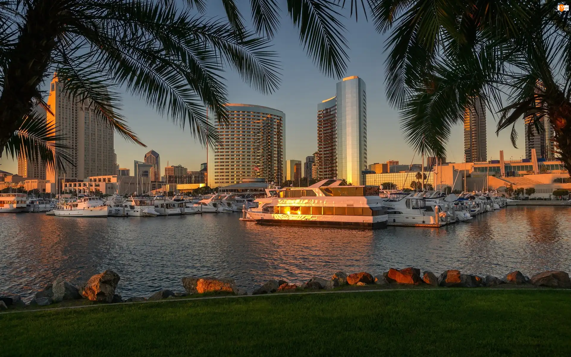USA, San Diego, Port, Palmy, Kalifornia, Jachty
