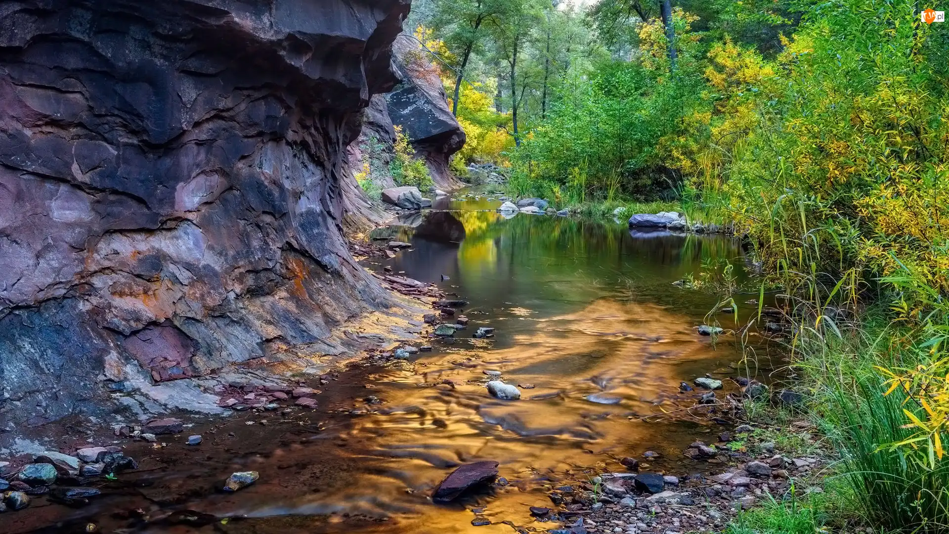 Drzewa, West Fork Oak Creek, Stany Zjednoczone, Rzeka, Sedona, Las, Skały, Arizona