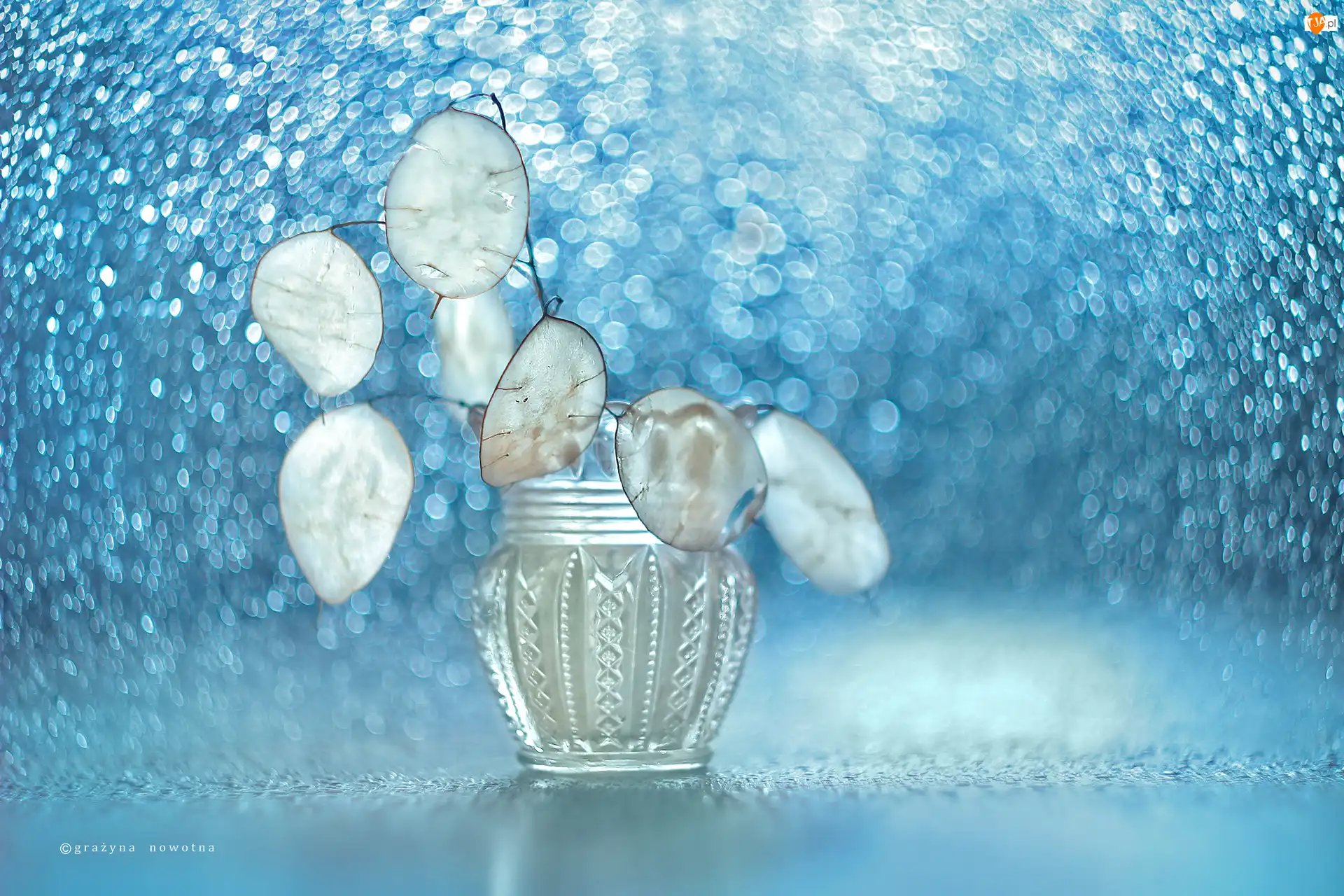 Rośliny, Bokeh, Suche, Miesiącznica roczna, Wazonik