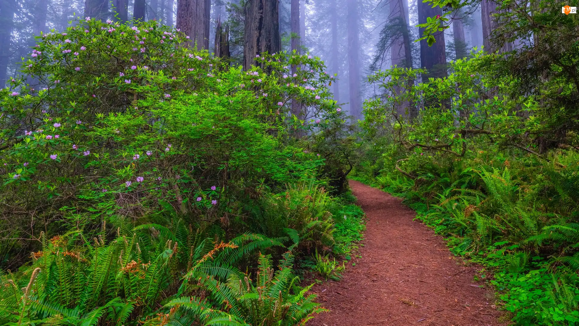 Kalifornia, Park Narodowy Redwood, Mgła, Stany Zjednoczone, Ścieżka, Różanecznik, Paprocie