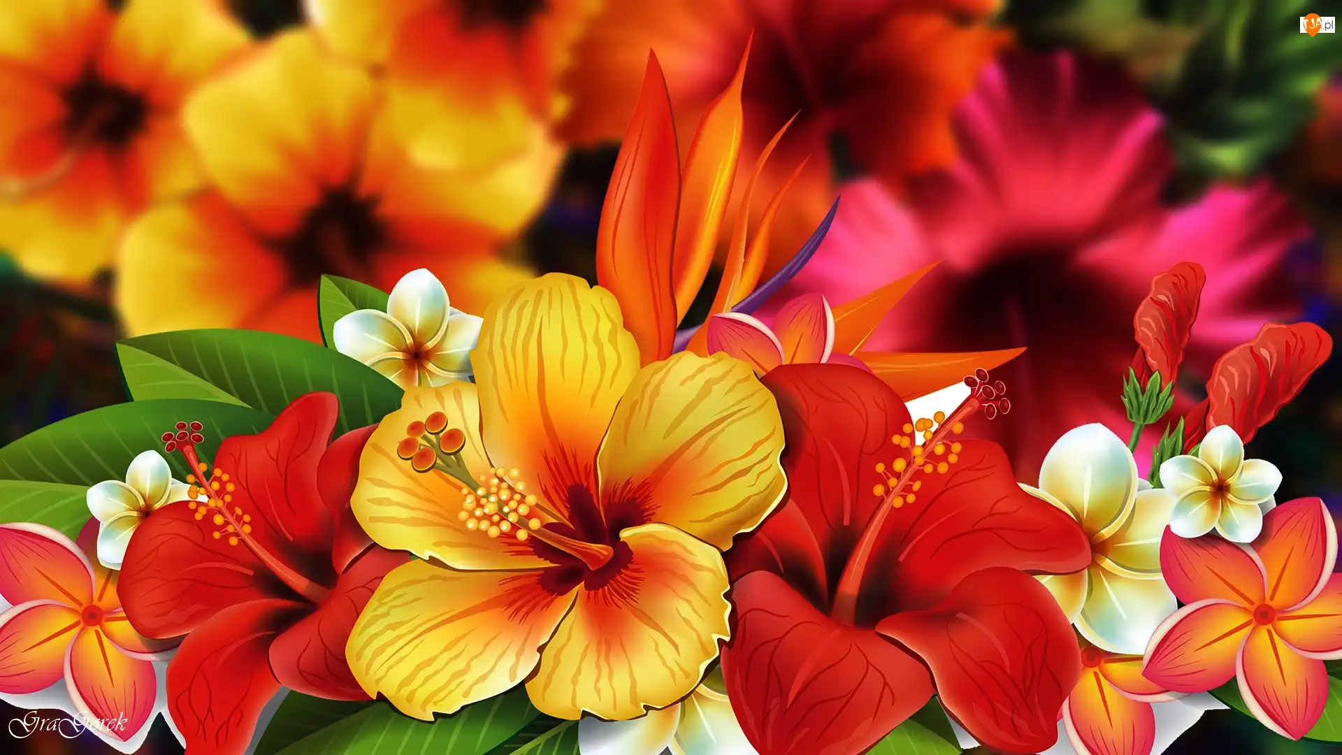Grafika, Hibiskusy, Kwiaty