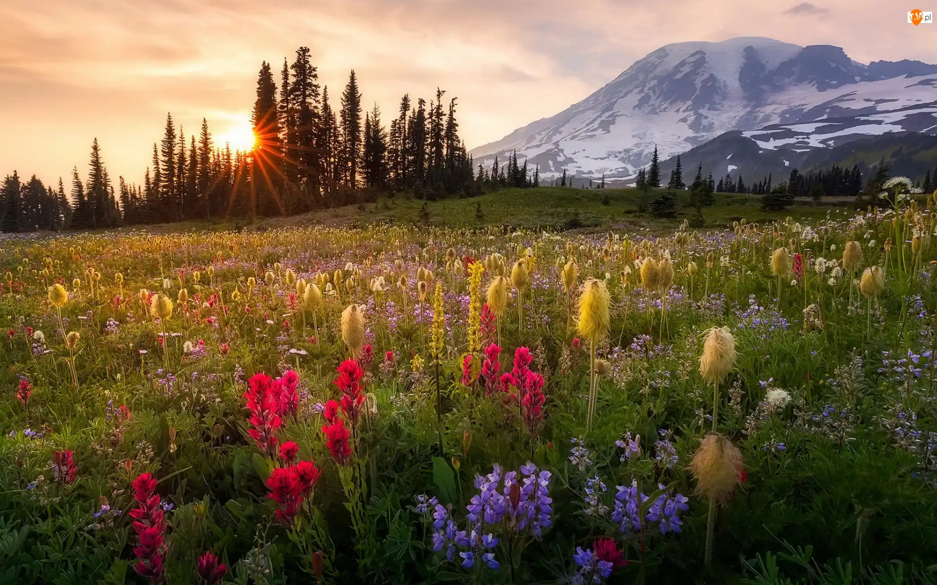Stany Zjednoczone, Stratowulkan Mount Rainier, Stan Waszyngton, Alpinia purpurowa, Wschód słońca, Park Narodowy Mount Rainier, Góry, Łąka, Kwiaty