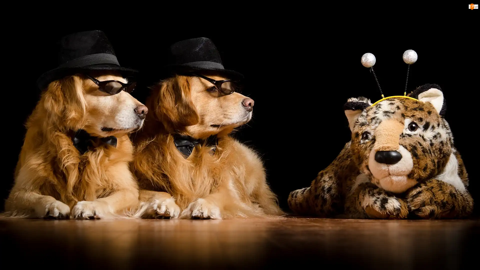 Maskotka, Dwa, Psy, Golden retriever