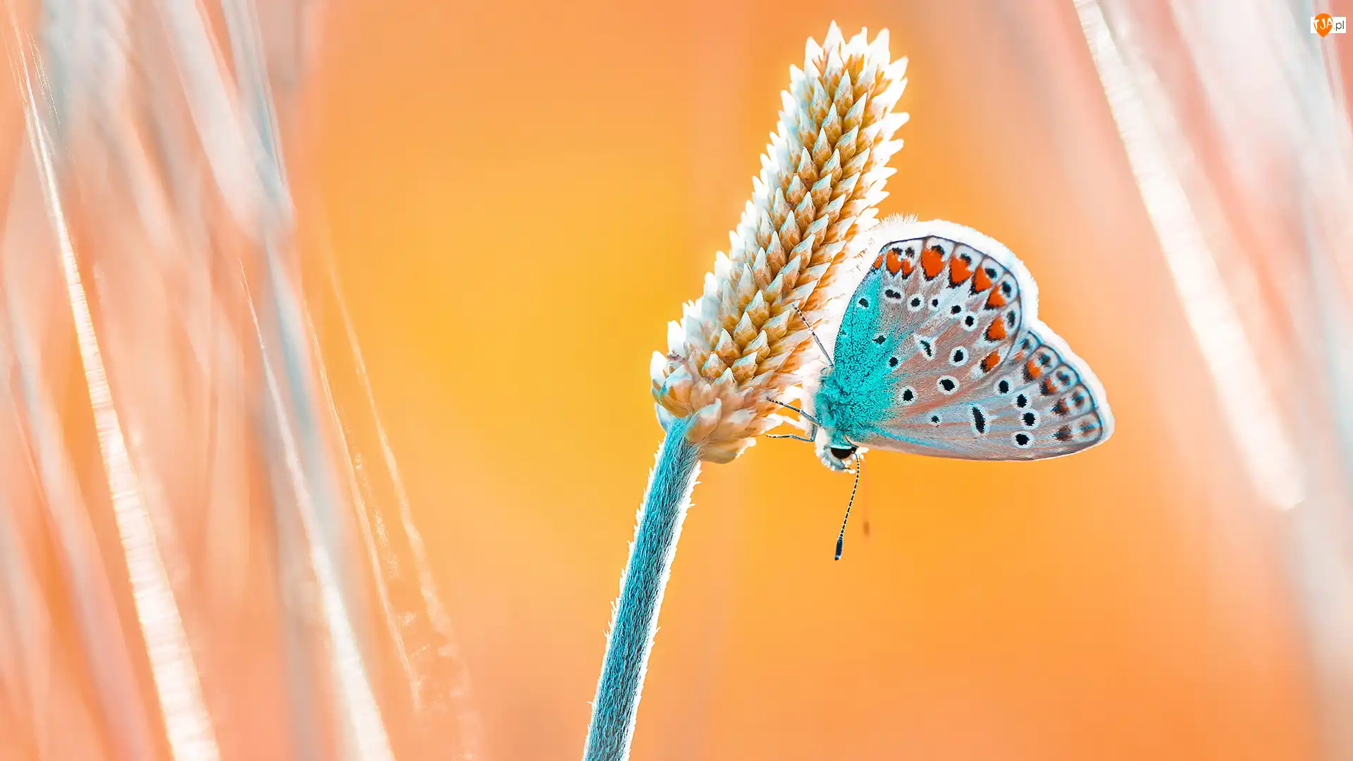 Żółte tło, Roślina, Motyl, Modraszek ikar