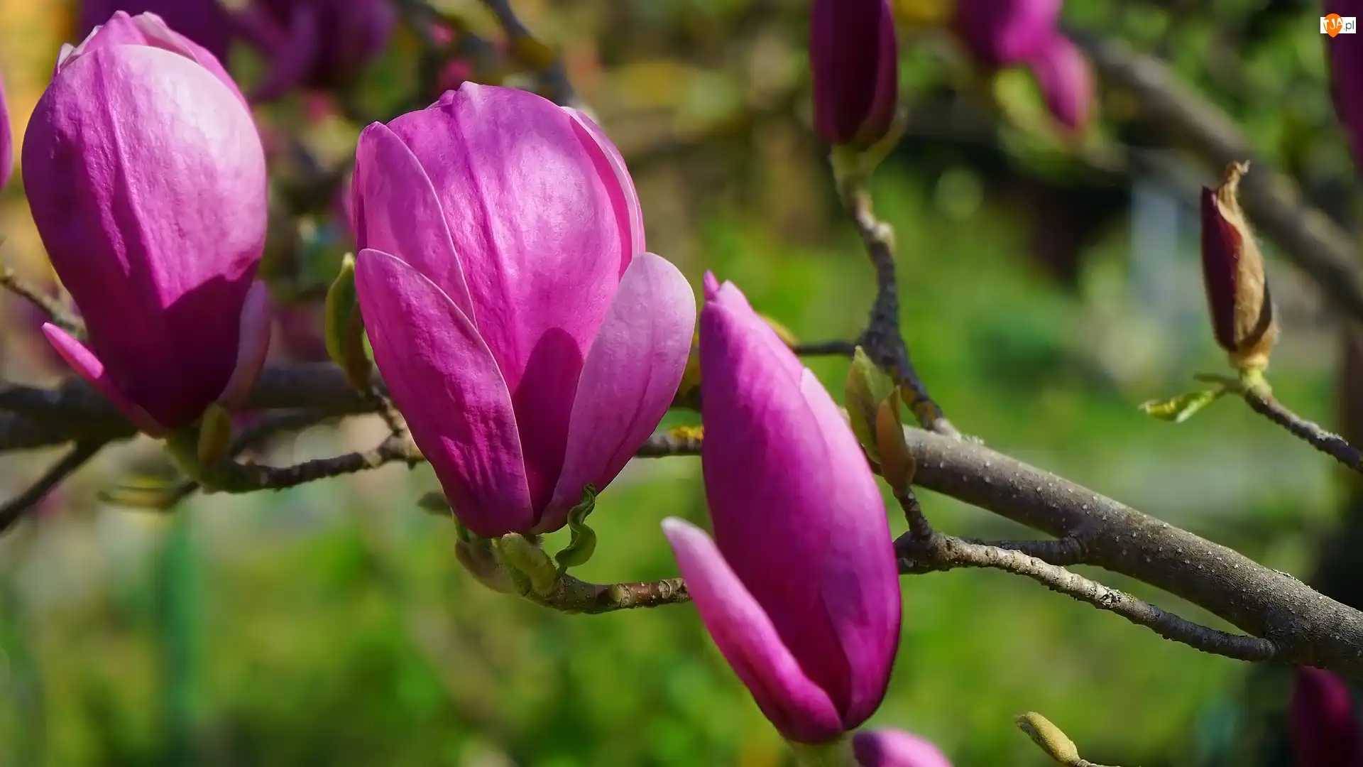 Kwiaty, Magnolia, Gałązka