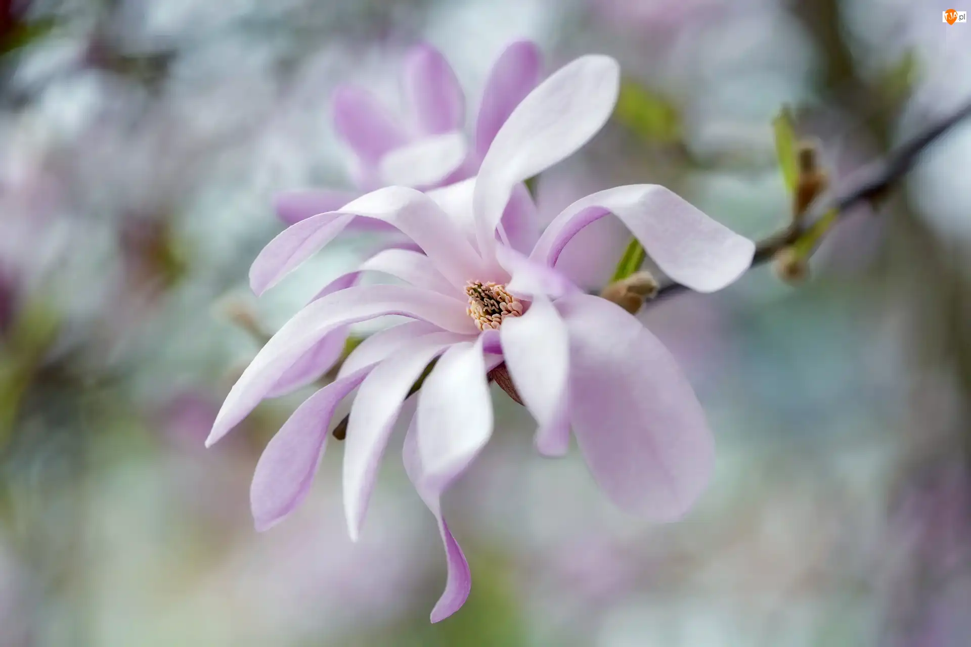 Kwiat, Rozmyte tło, Bladoróżowy, Gałązka, Magnolia