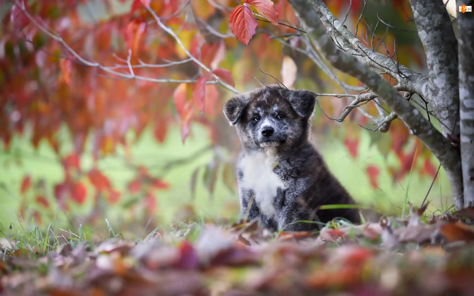 Drzewo, Jesień, Akita inu, Szczeniaczek, Liście