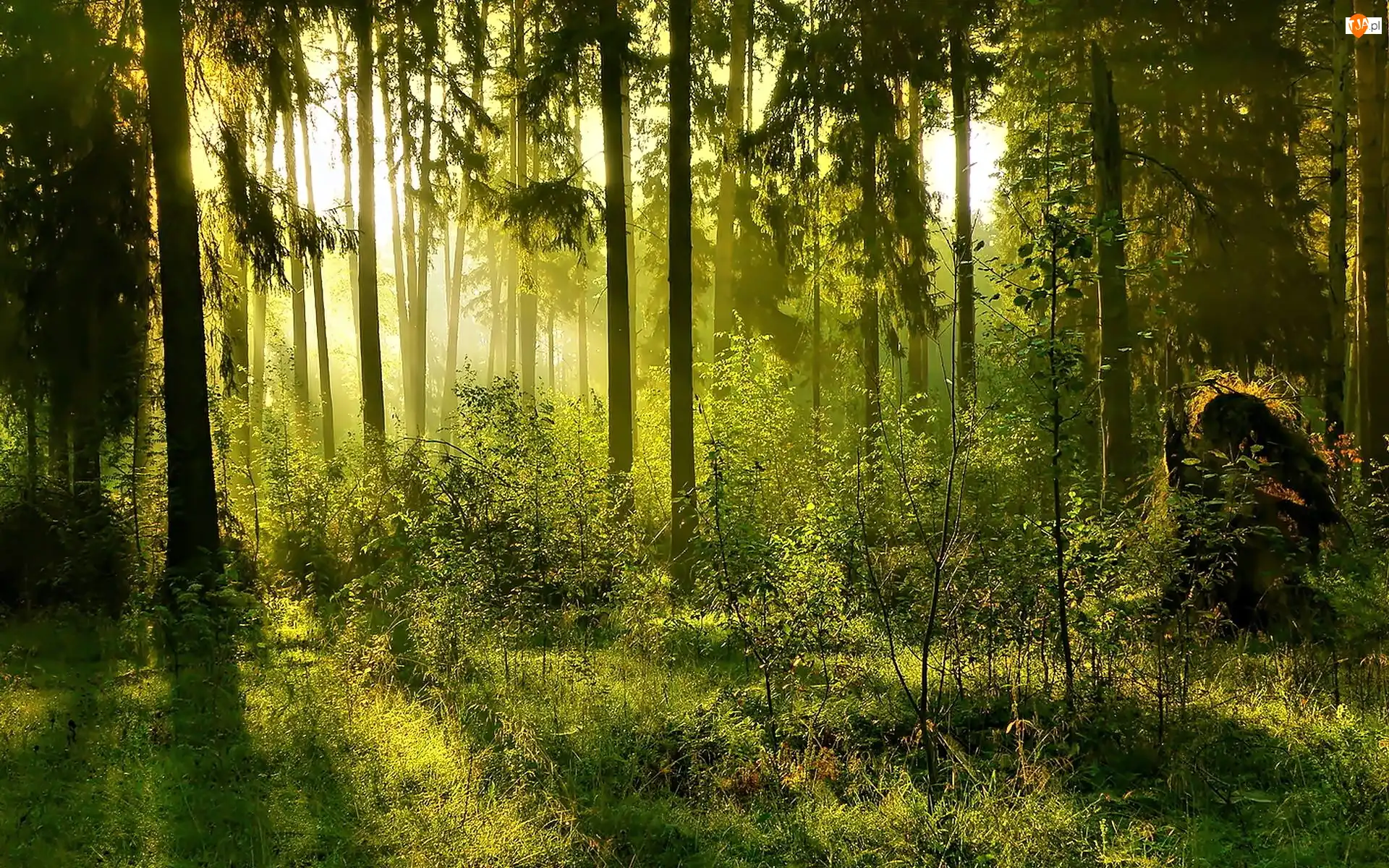 Krzewy, Słońca, Drzewa, Las, Promienie