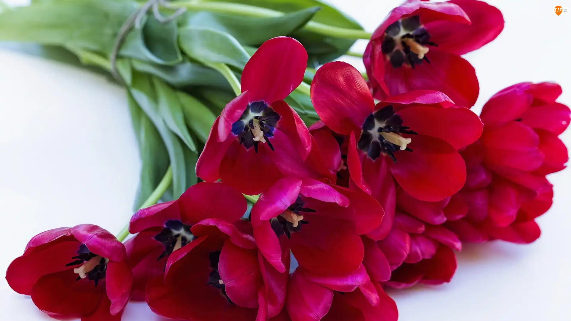 Tulipany, Bukiet, Czerwone
