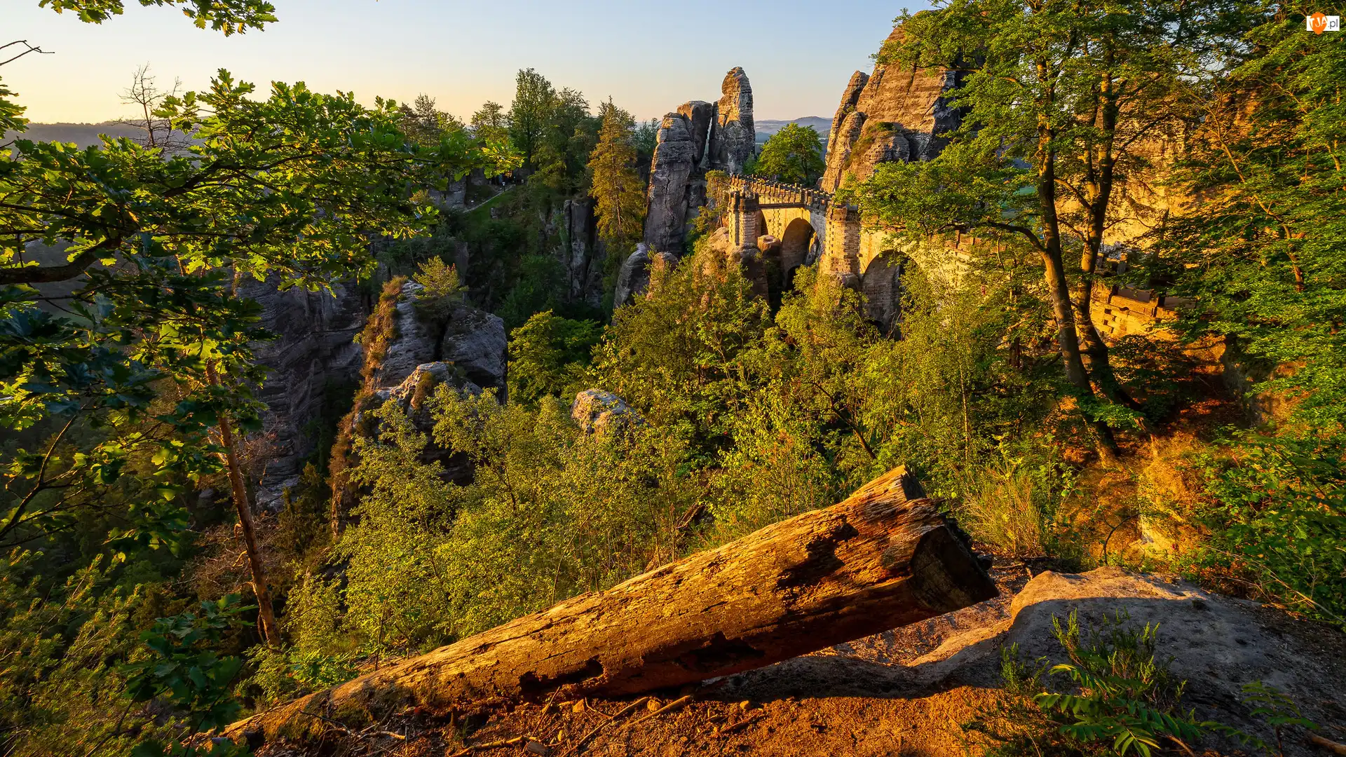 Drzewo, Formacja Bastei, Drzewa, Park Narodowy Saskiej Szwajcarii, Skały, Powalone, Niemcy, Most