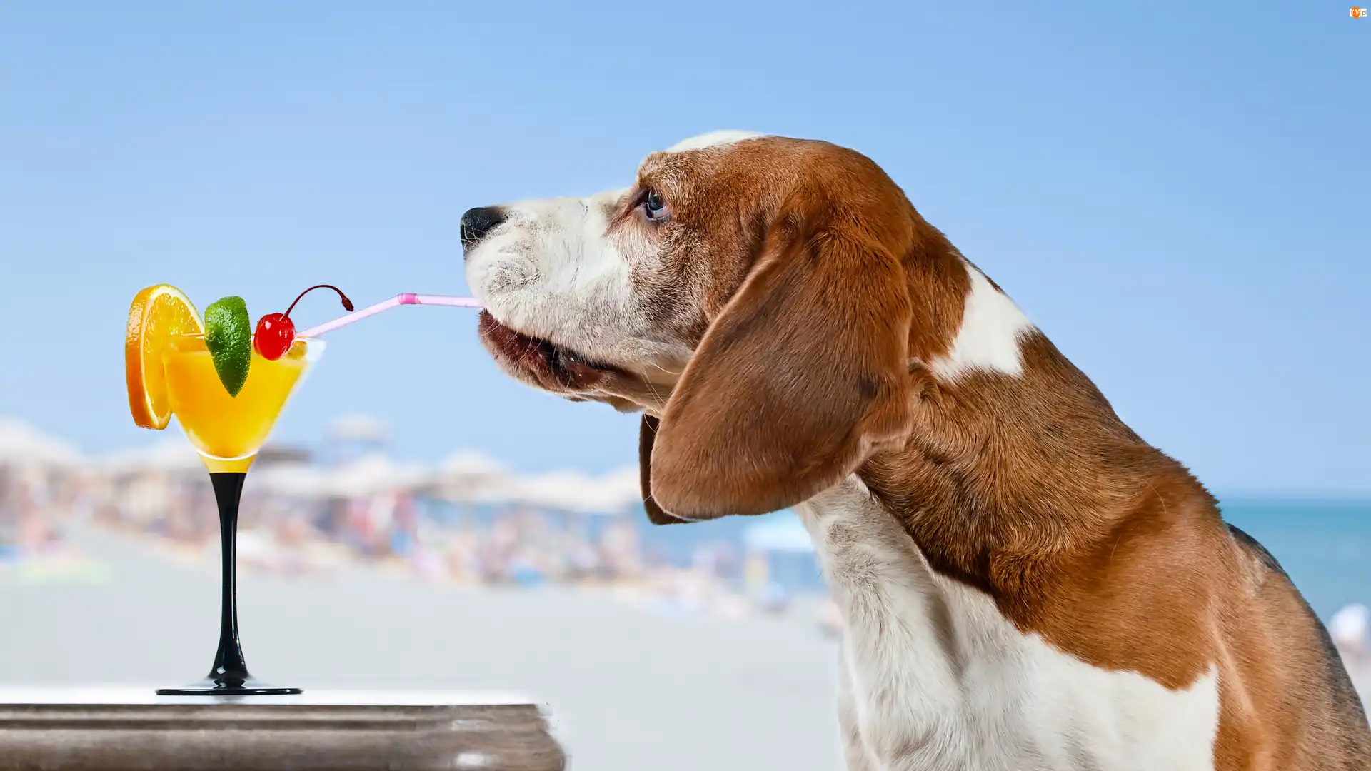 Drinki, Pies, Basset, Śmieszne