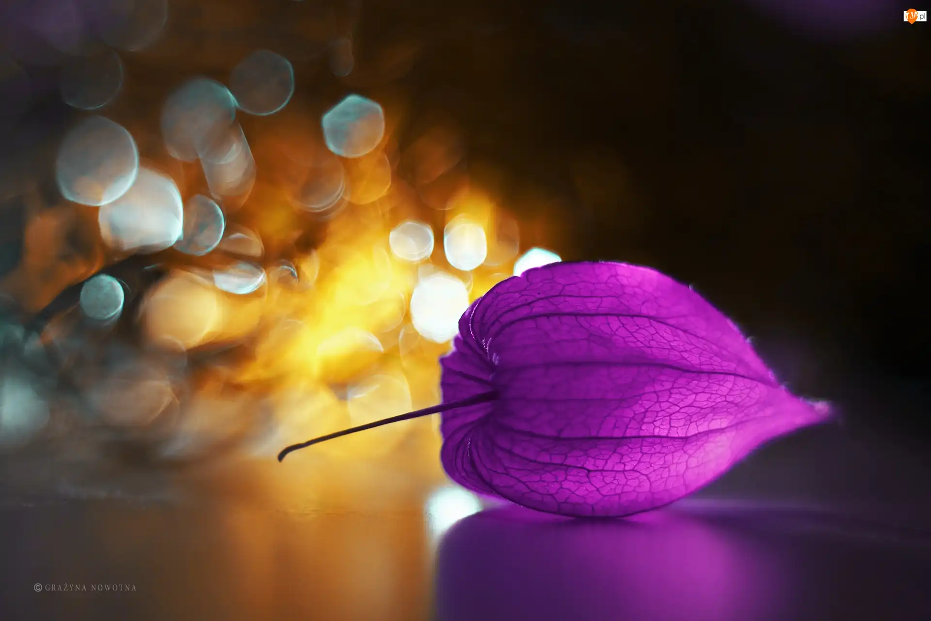 Bokeh, Miechunka, Roślina