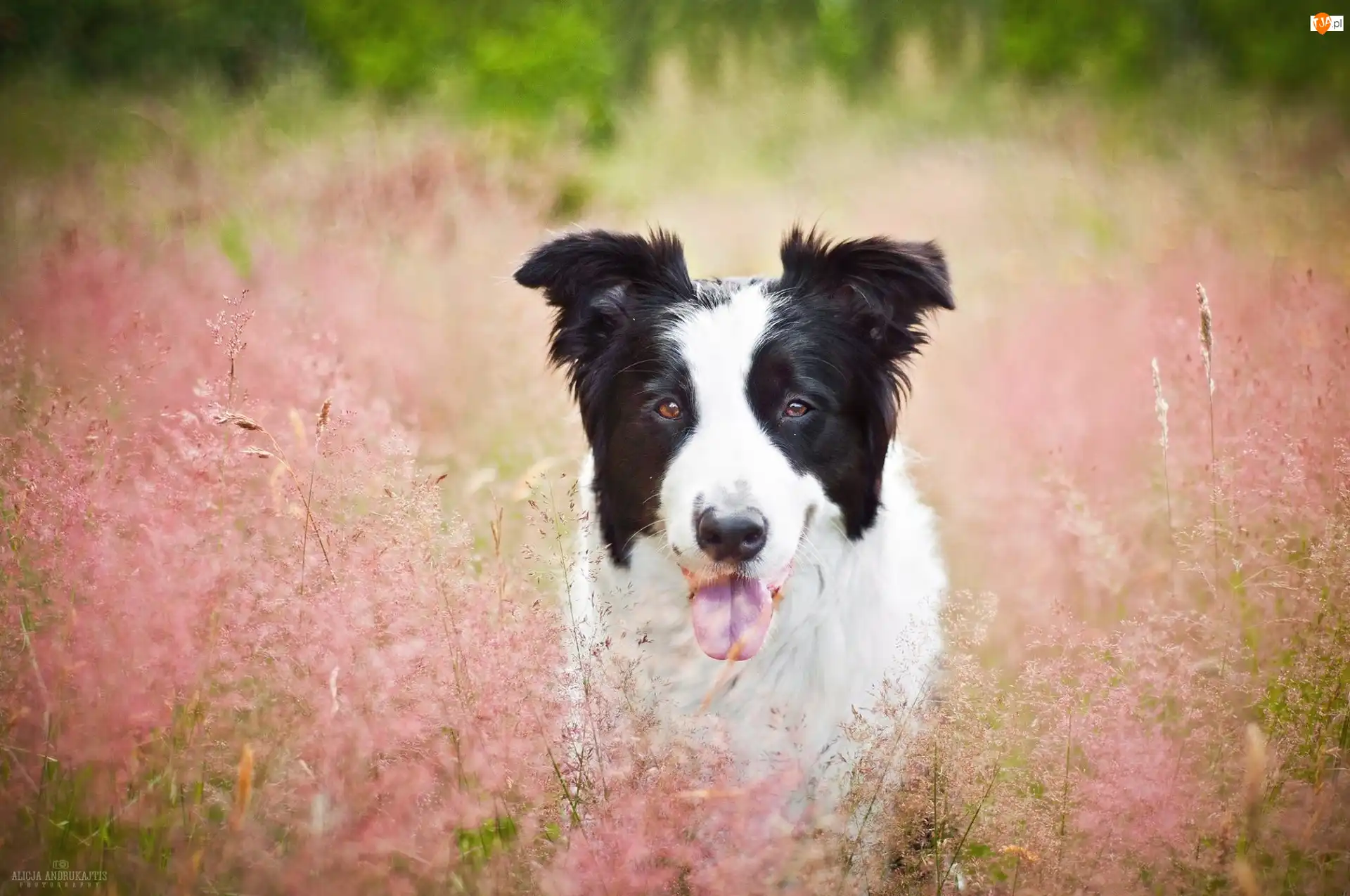 Border Collie, Trawa, Pies, Jęzor