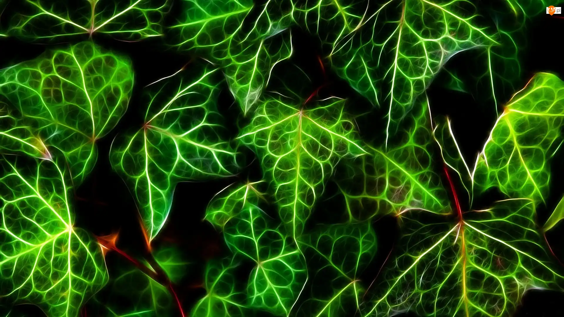 Fractalius, Liście, Bluszcz