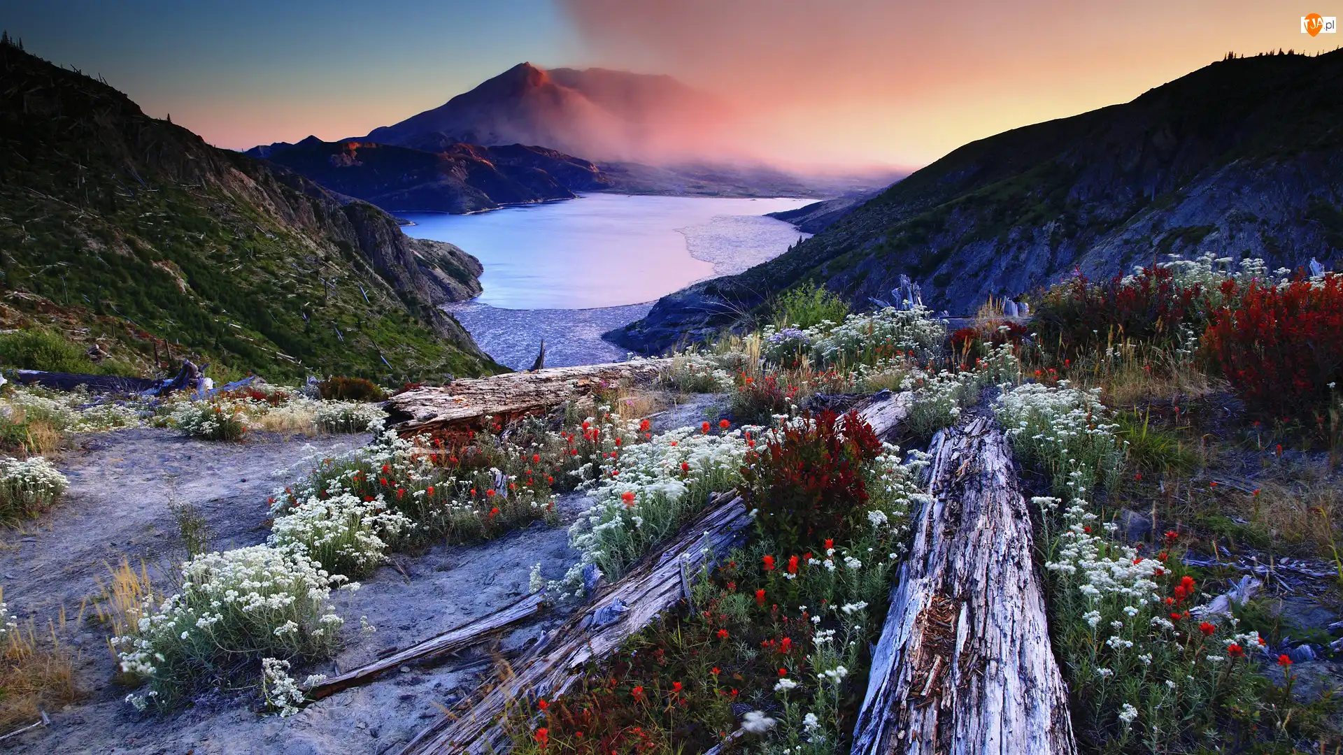 Stan Waszyngton, Stany Zjednoczone, Góry Stratowulkan Mount St. Helens, Kłody, Jezioro Spirit, Kwiaty