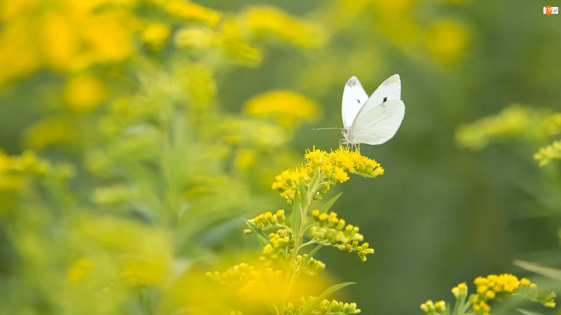 Żółta, Nawłoć, Bielinek kapustnik, Motyl, Roślina