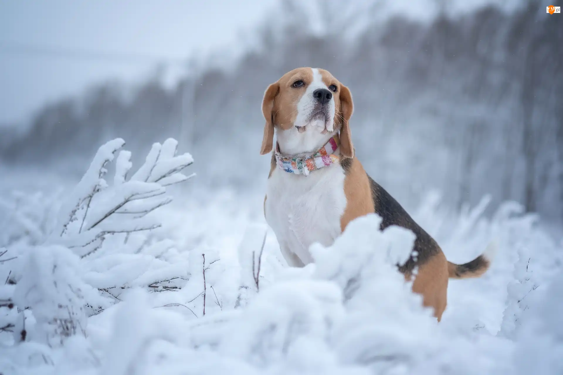 Zima, Rośliny, Beagle, Pies, Ośnieżone