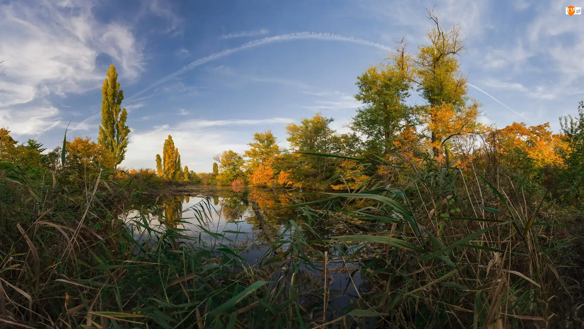 Jezioro, Jesień, Drzewa, Czechy, Holasky lakes, Rośliny