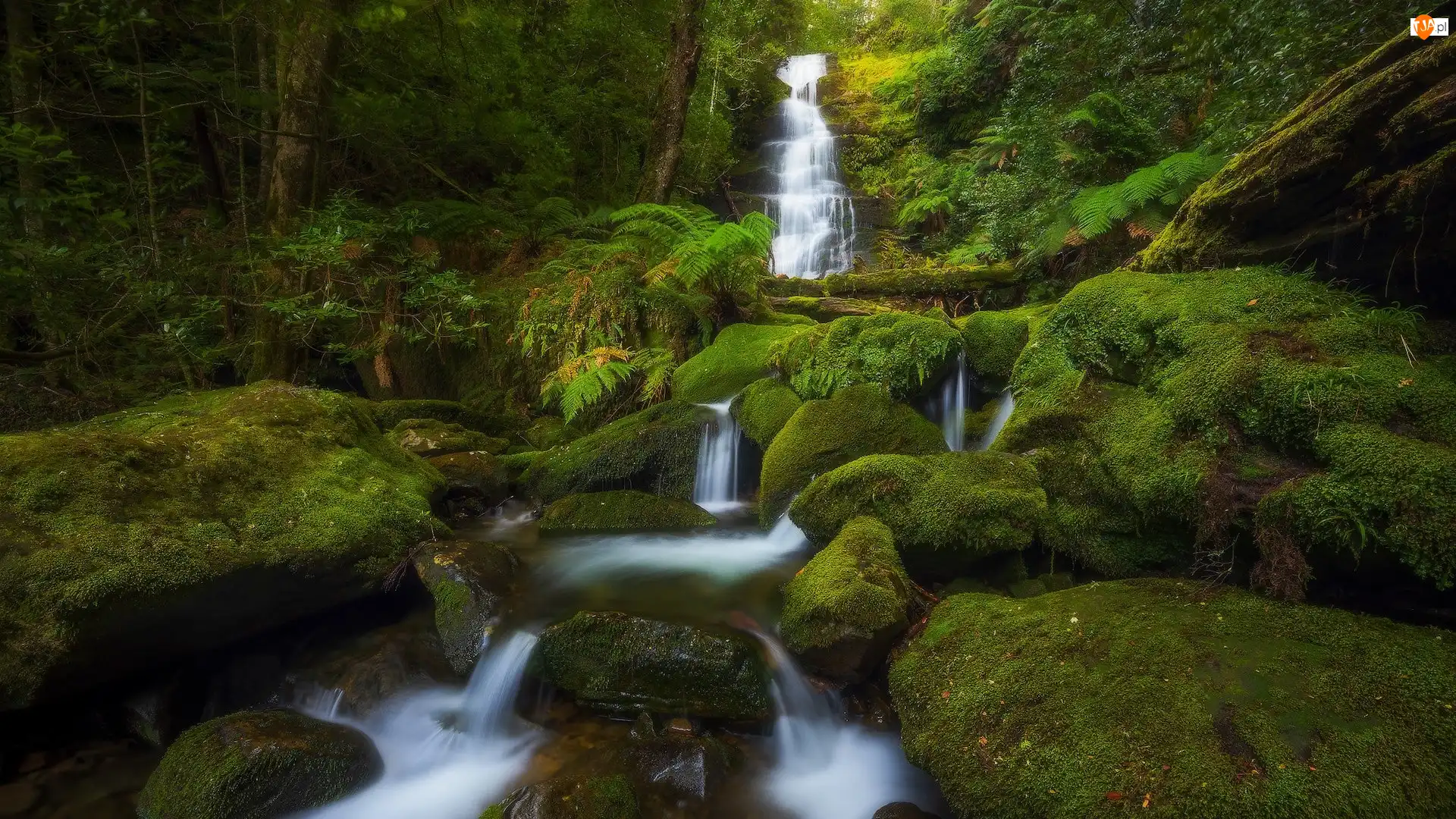 Bastion Cascades, Las, Wodospad, Tasmania, Omszone, Kaskada, Australia, Kamienie